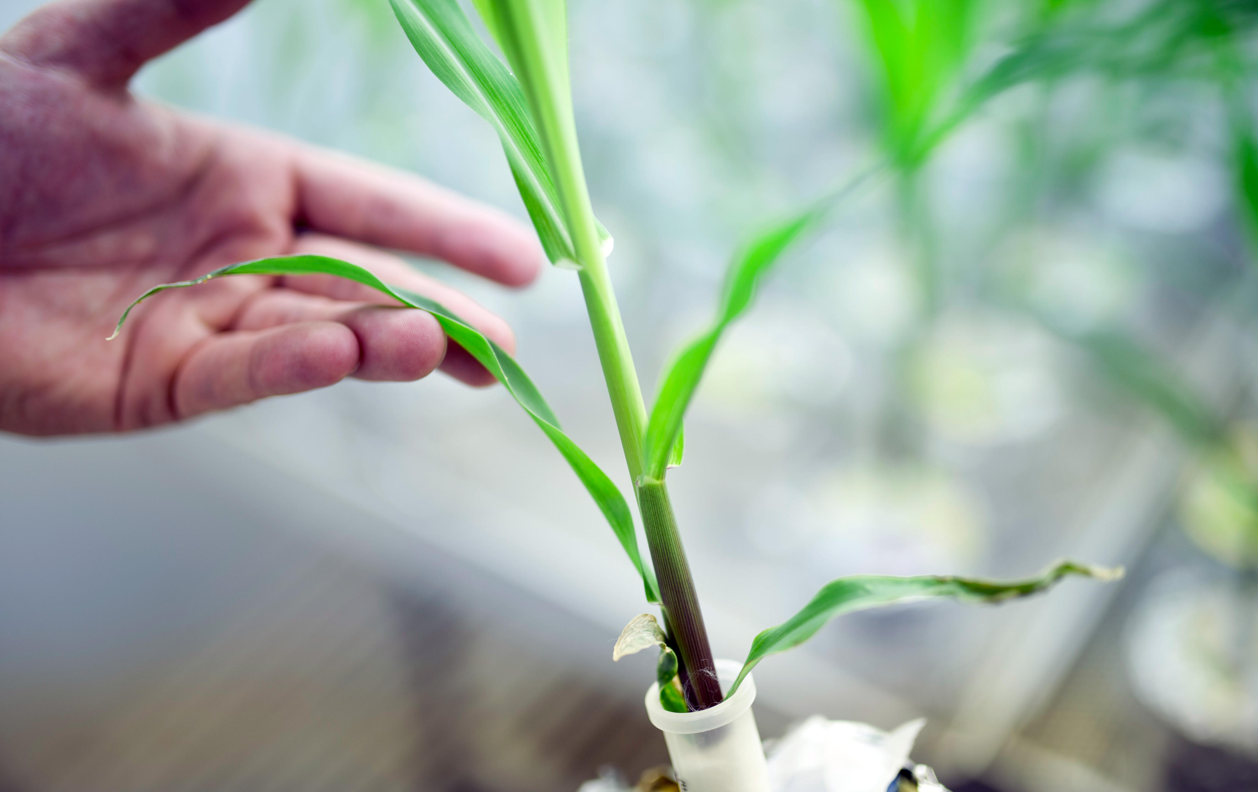 Young maize plant in a research laboratory