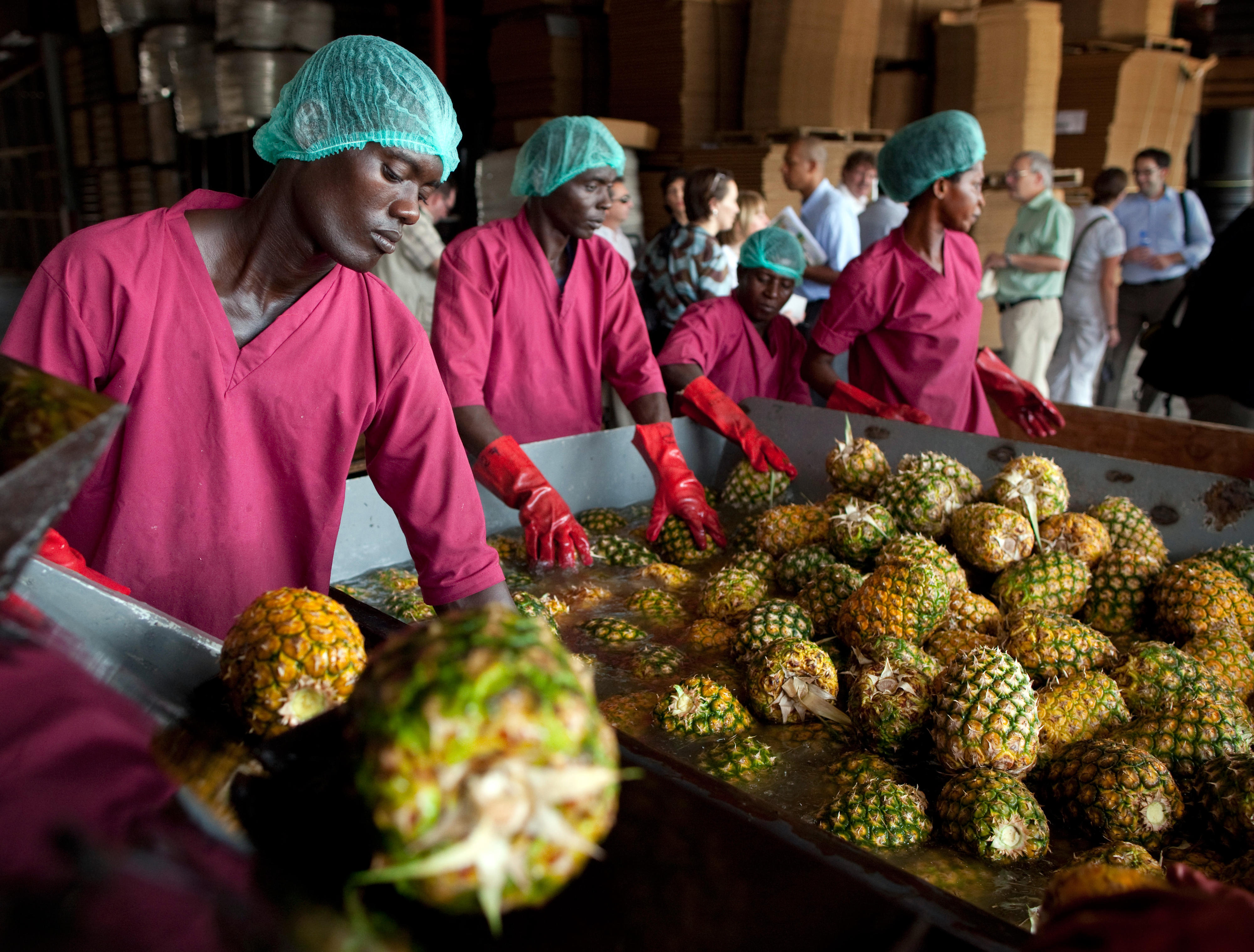 Herstellung von Fruchtsaft für den Export auf den europäischen Markt (Asamankese, Ghana)
