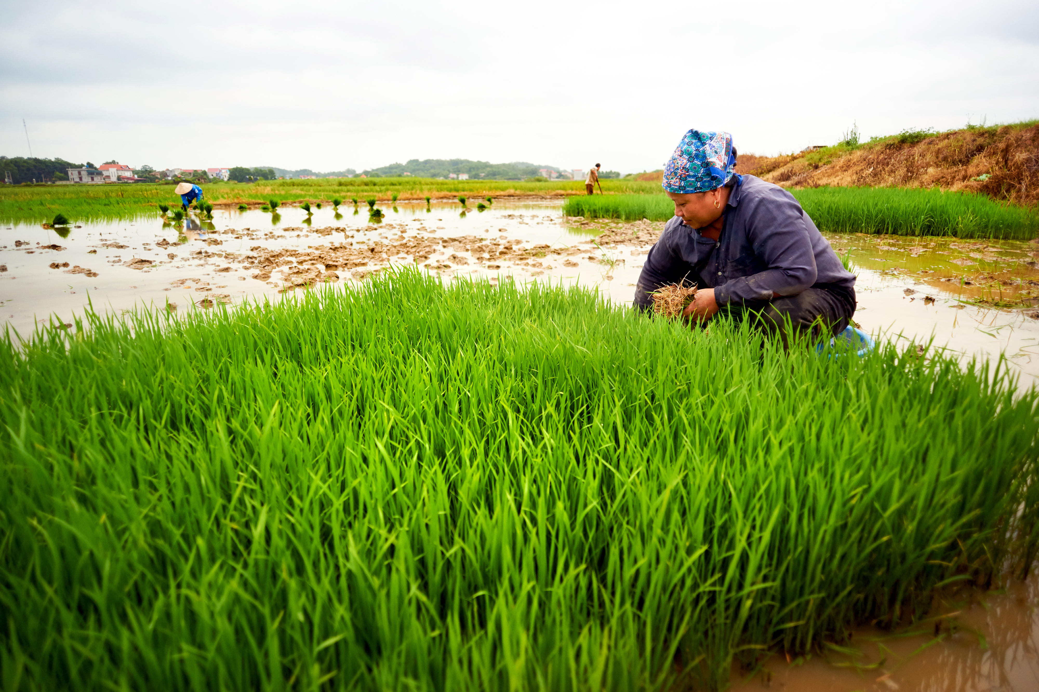 Einen Frau hockt ein einem überfluteten Reisfeld in Vietnam und bereitet Reissetzlinge für die Pflanzung vor.