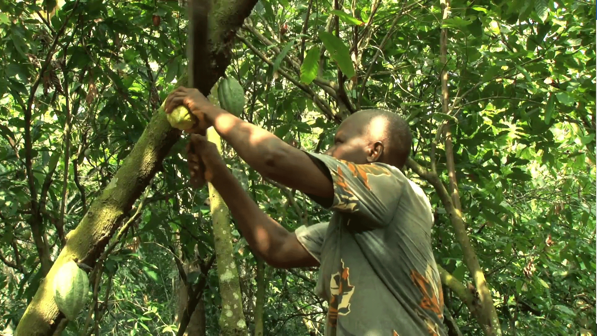 Standbild aus dem Video "Forum Nachhaltiger Kakao – Schulungen, Nachhaltigkeitsstandards und Zertifizierung"