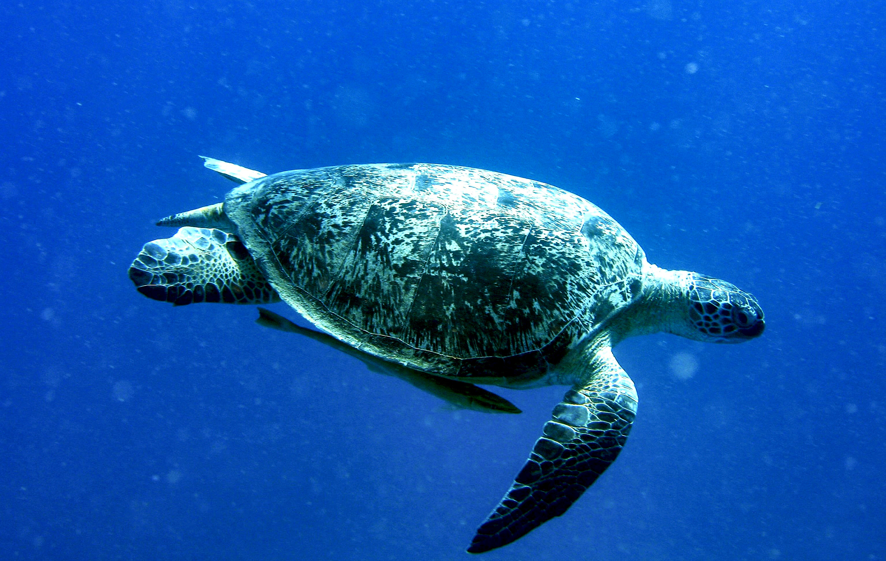 Grüne Meeresschildkröte, unter ihr schwimmt ein Begleitfisch (Bildausschnitt)