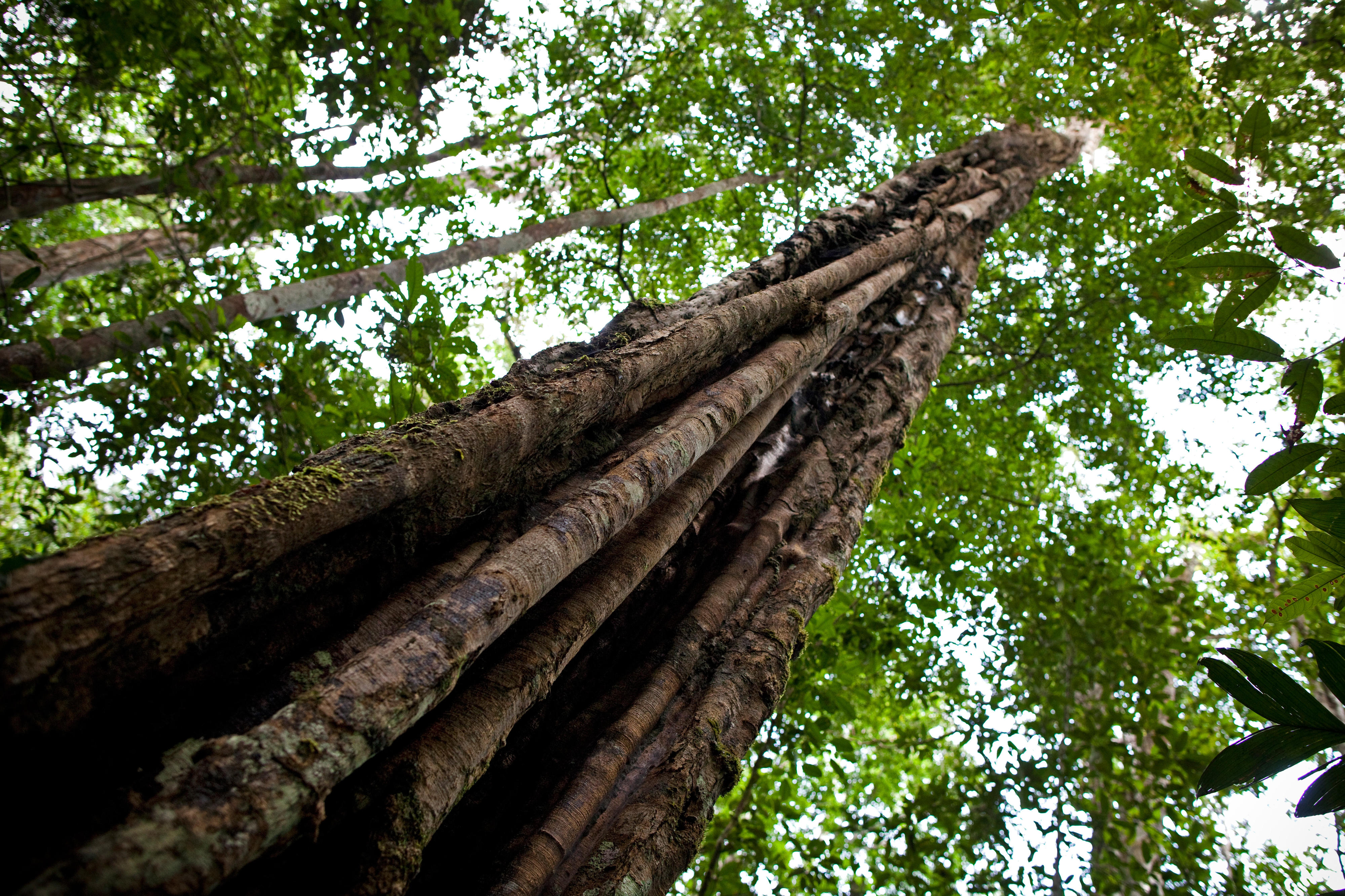 Rainforest in Brazil