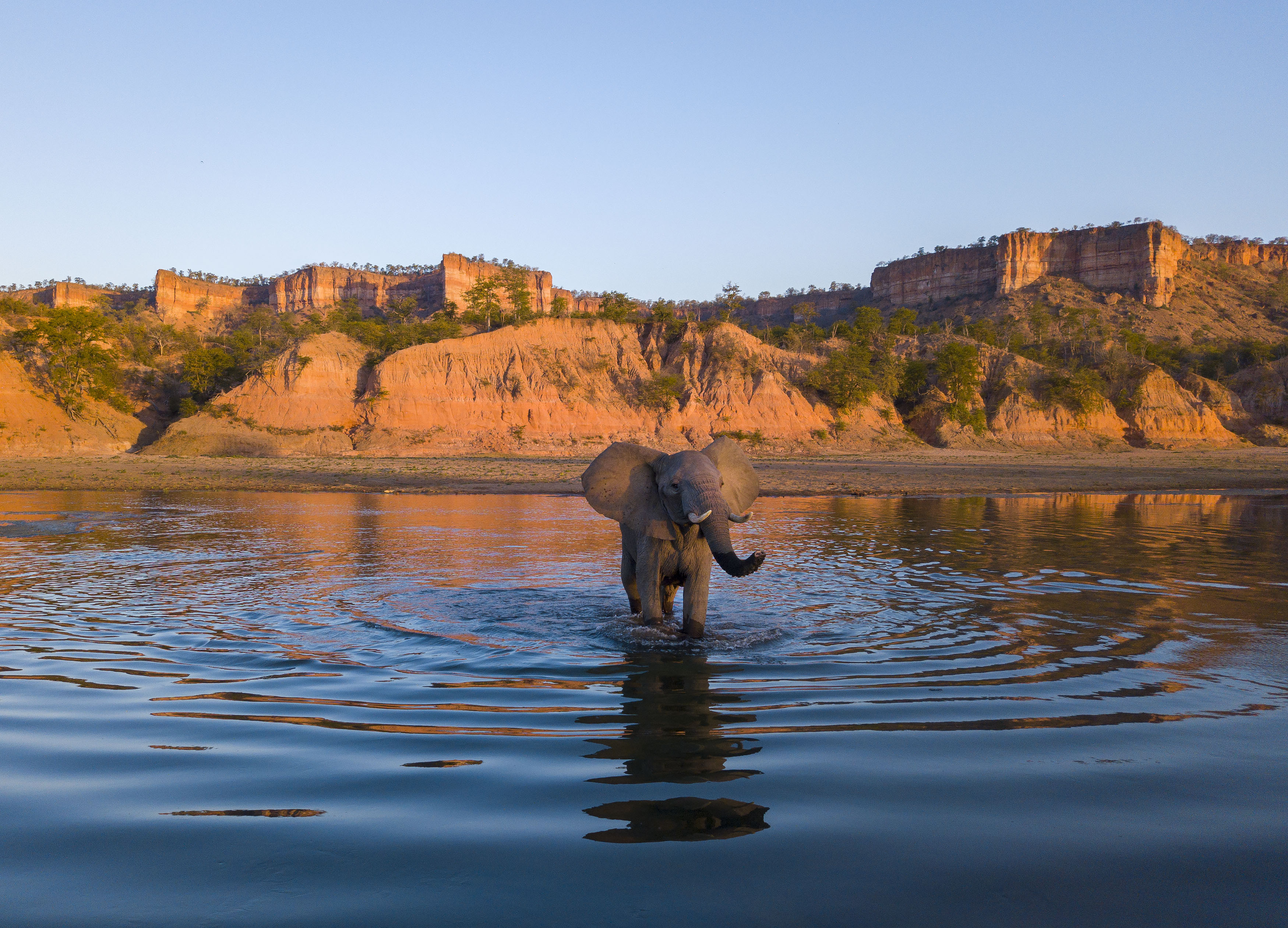 Waldelefant im Gonarezhou-Nationalpark in Simbabwe