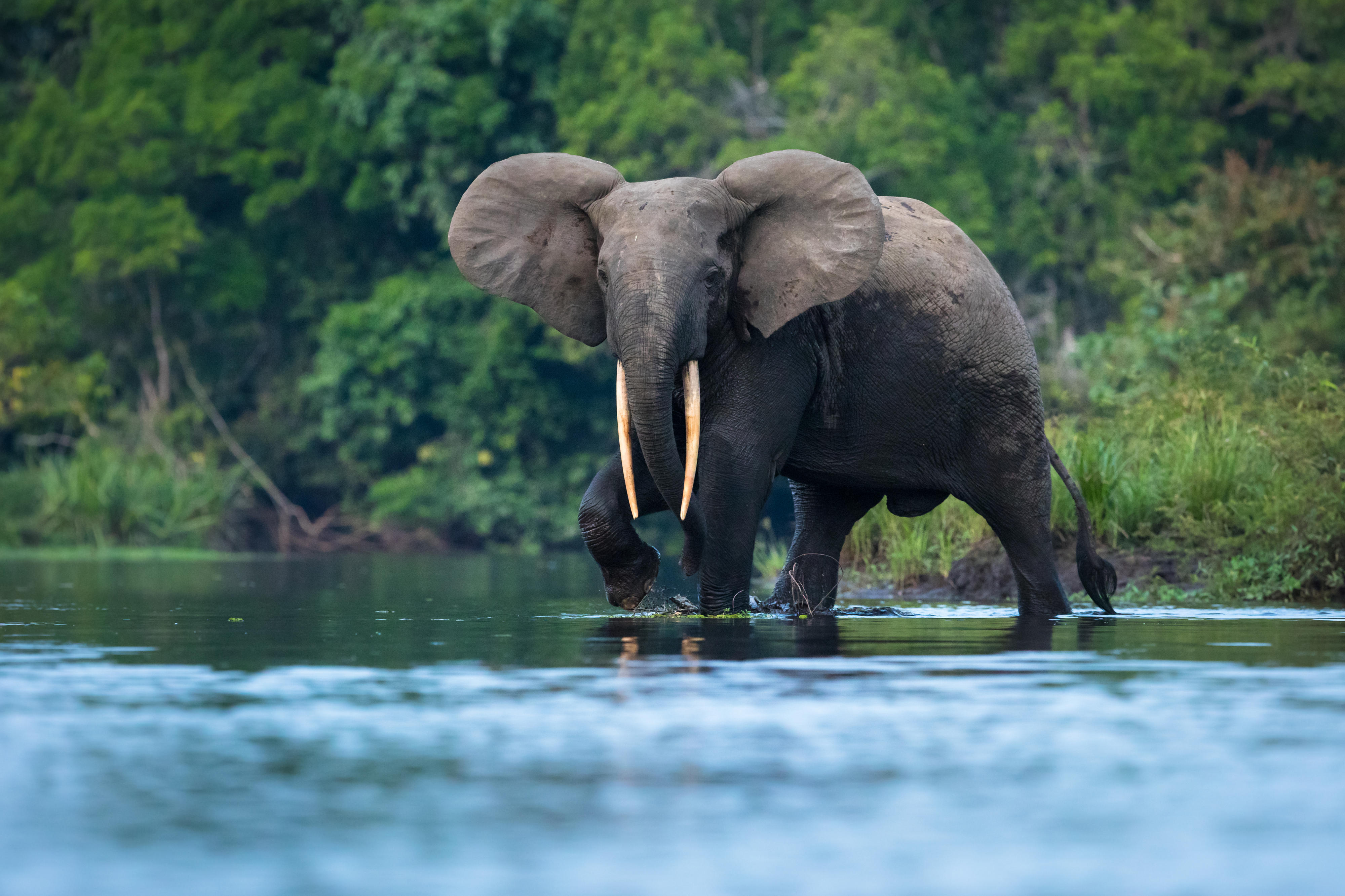 Waldelefant im Odzala-Kokoua-Nationalpark in der Republik Kongo