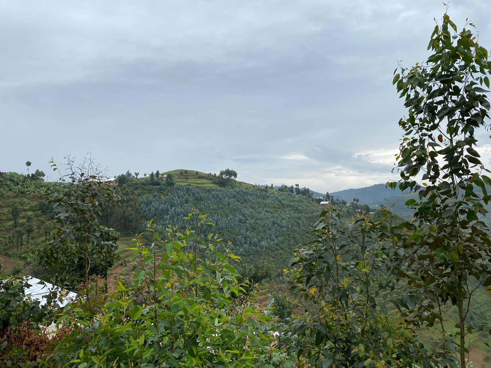 Besuch eines Green-Climate-Fund-Projekts zu Klimaanpassung im Gicumbi Distrikt im Norden Ruandas