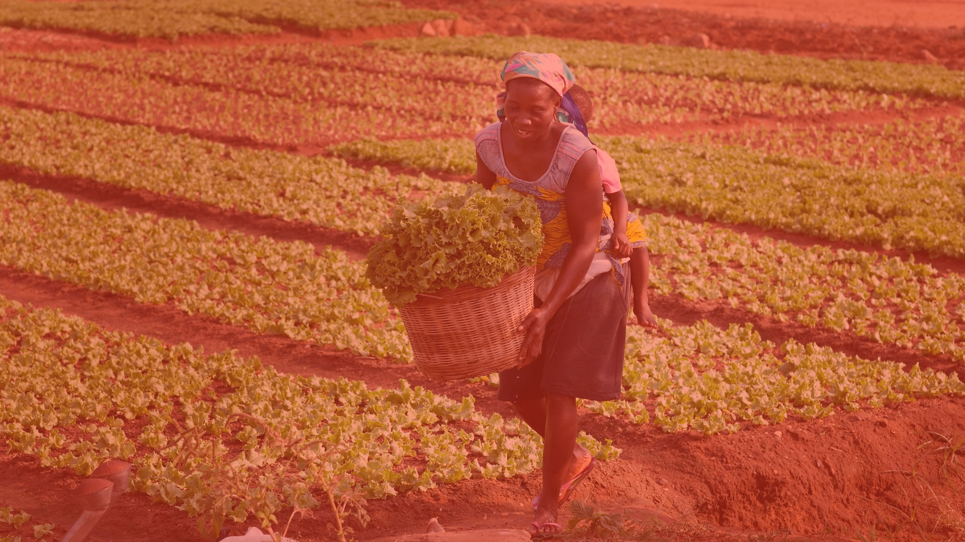 Eine Frau in Togo bei der Salaternte