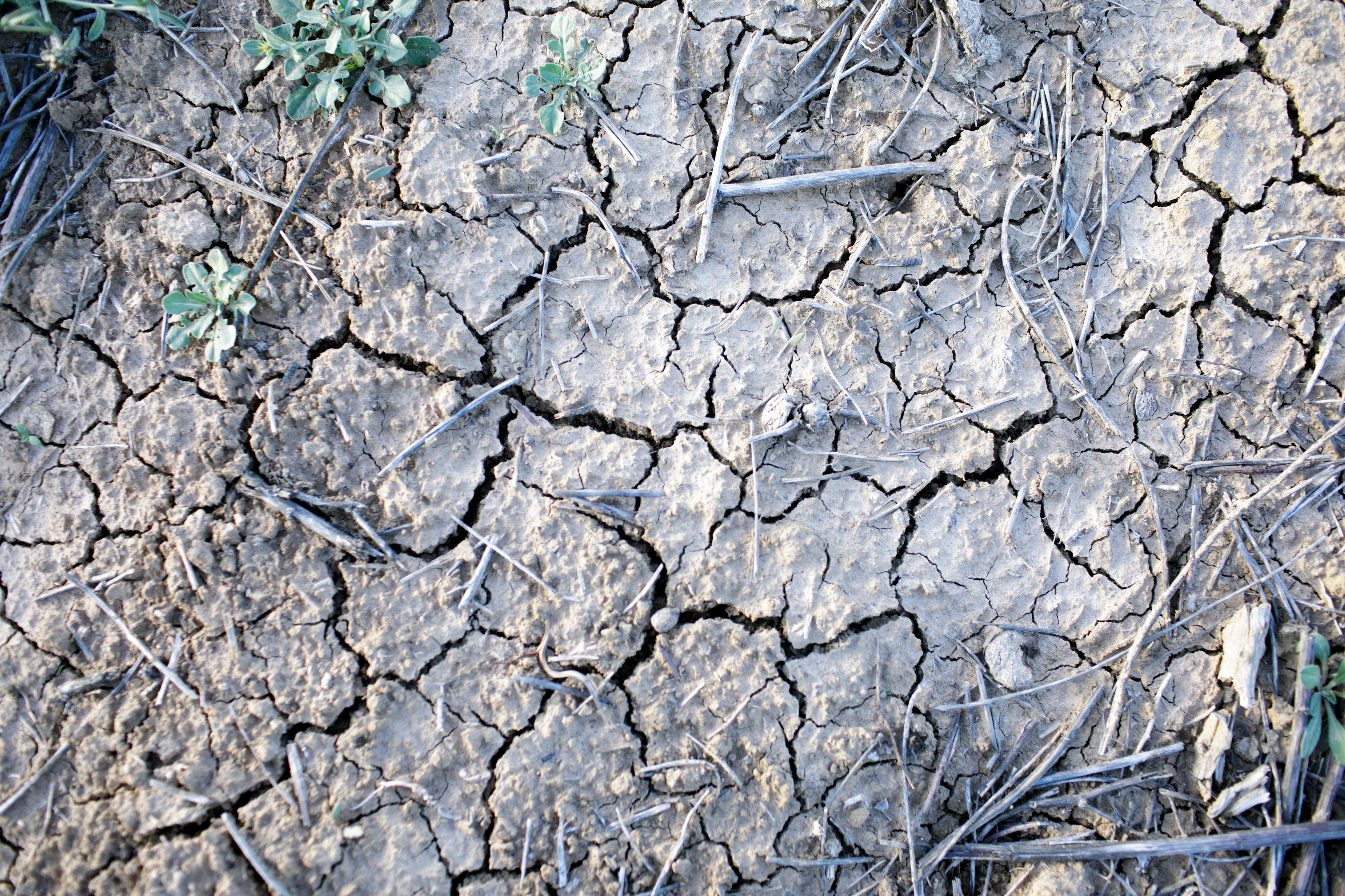 Parched farmland in Tunisia