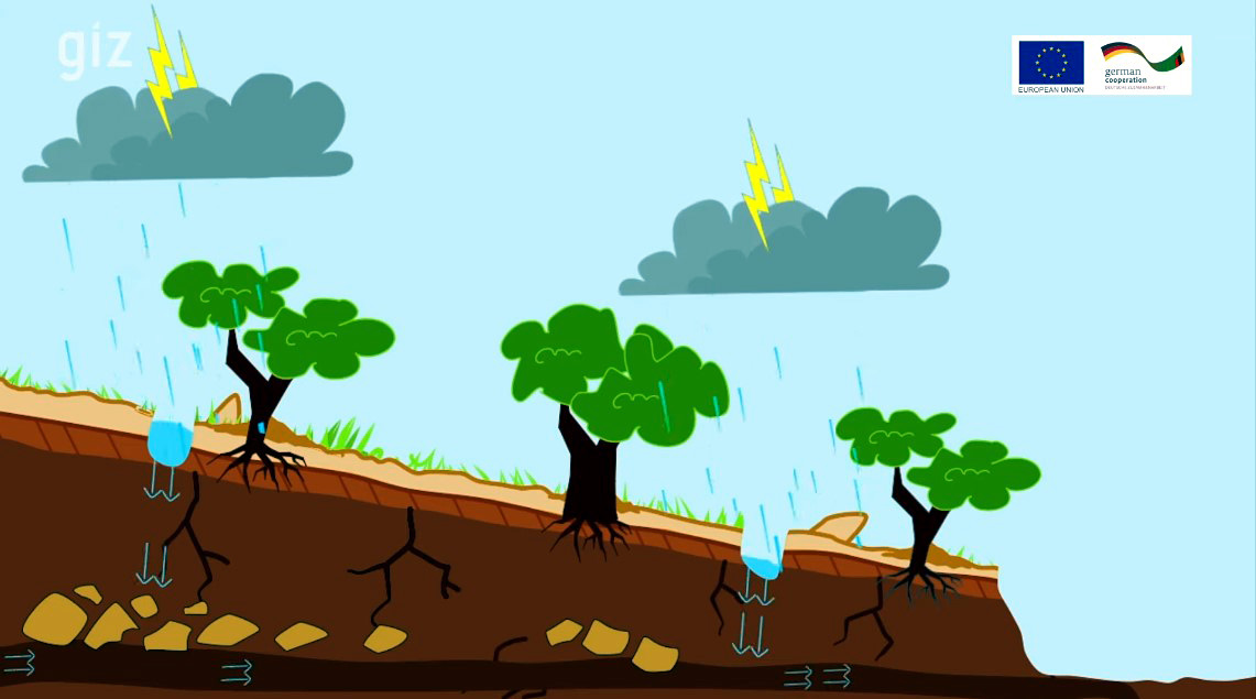 Standbild aus dem Video "Wiederherstellung der Flüsse in Sambia". Eine Zeichnung verdeutlicht, dass Bäume bei starkem Regen Flussufer stabilisieren und das Regenwasser in den Untergrund ableiten.wasser an einer Kläranlage ab.