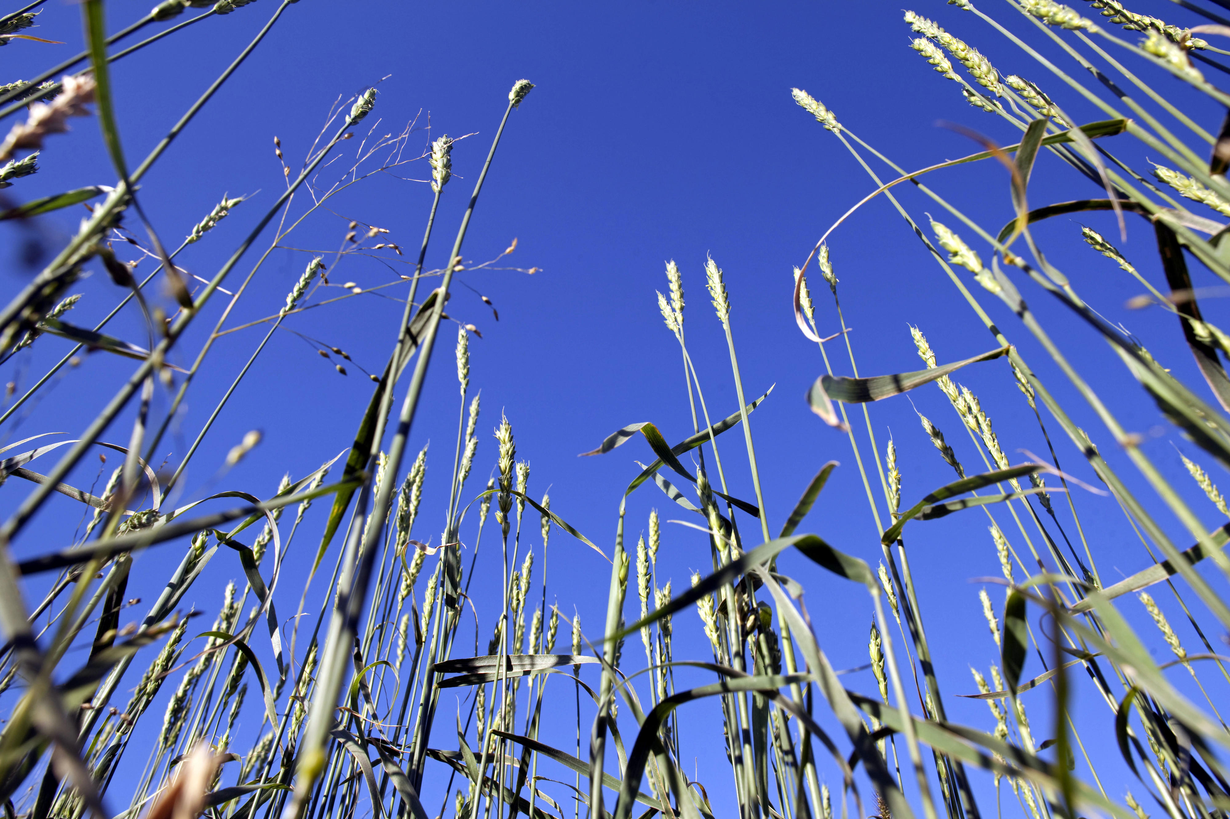 Wheat field in northern Mongolia