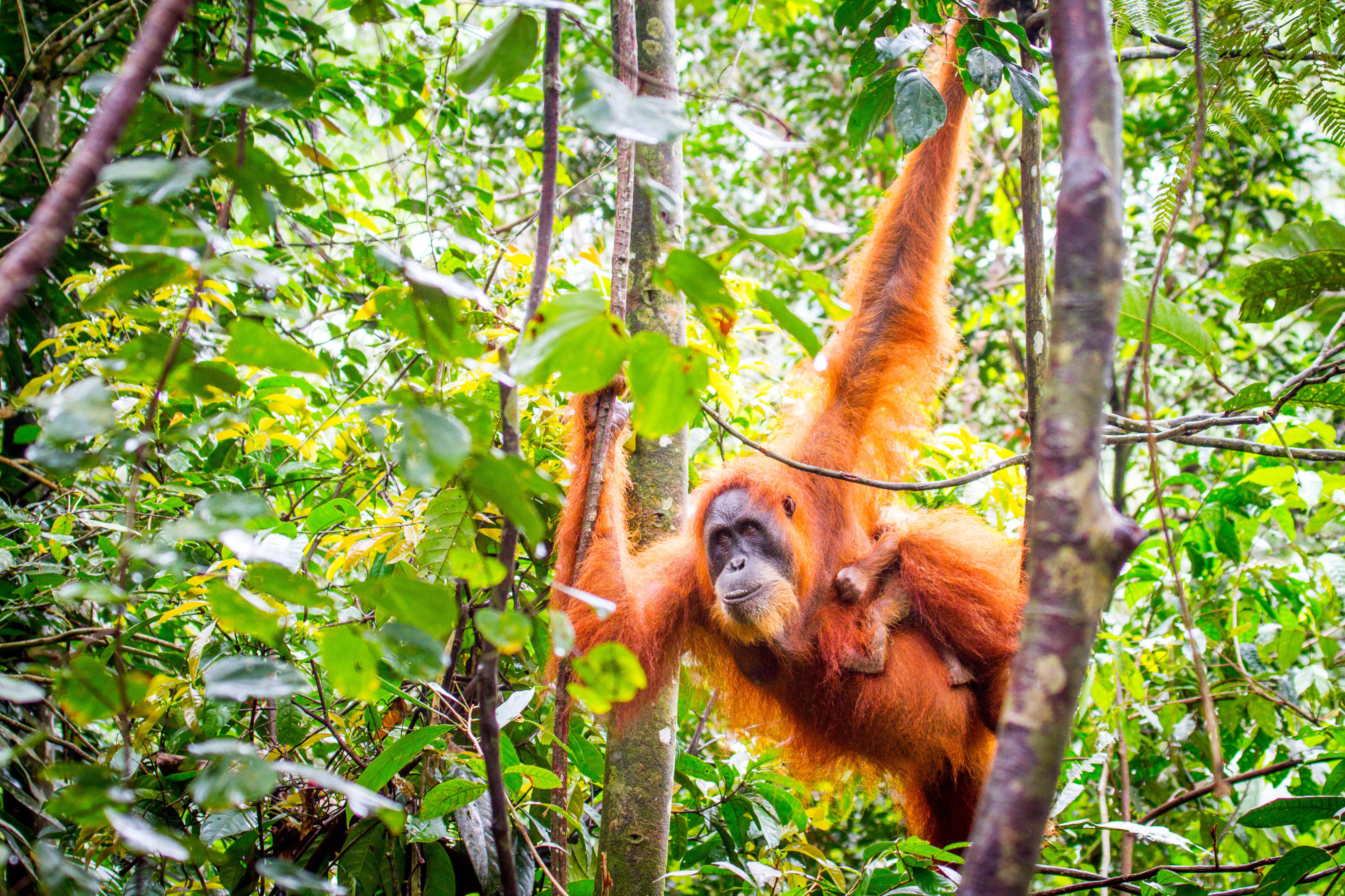 Orang Utan in the Gunung Leuser National Park