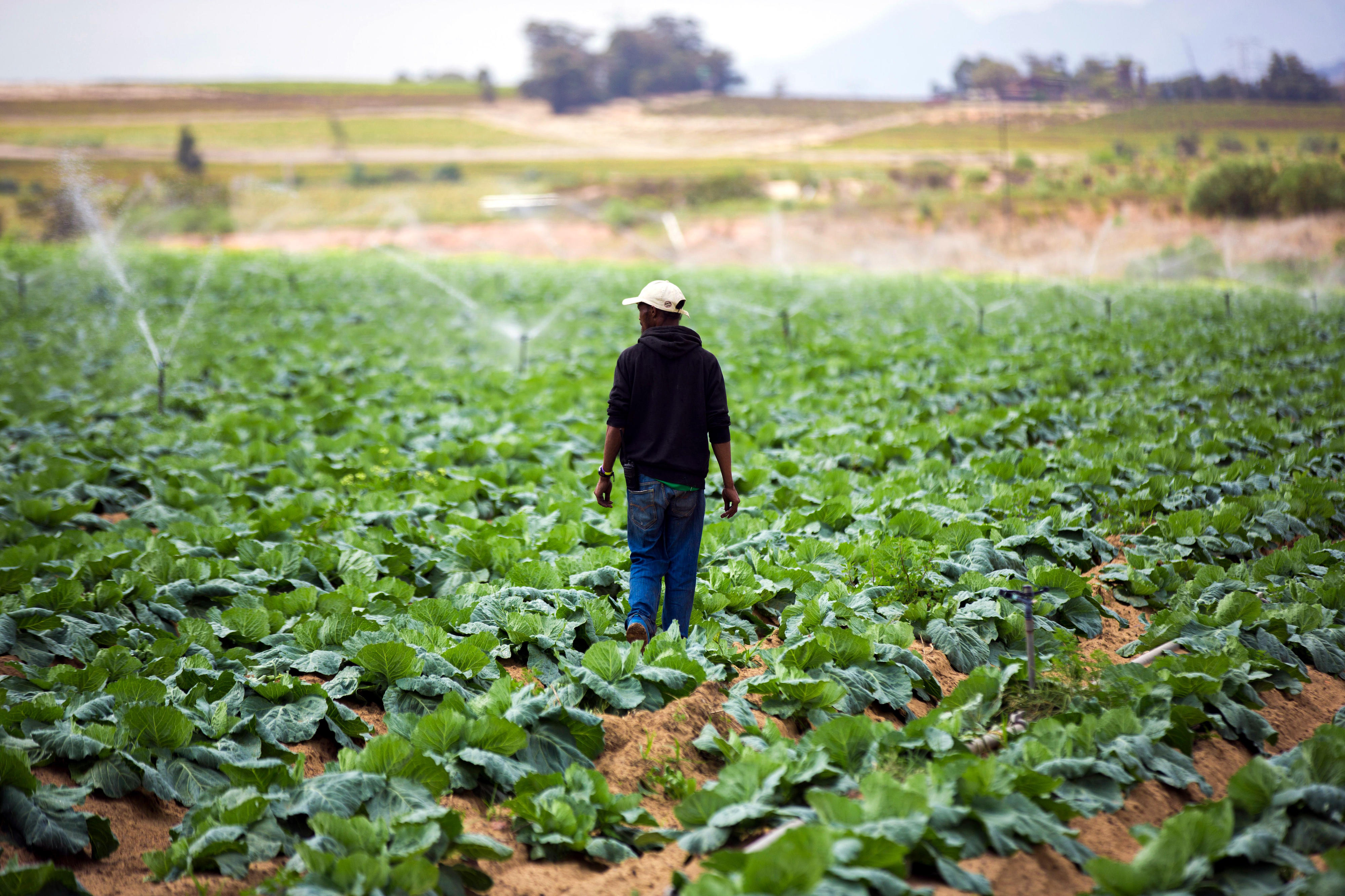 Von der Modernisierung der Kläranlagen profitiert auch die Landwirtschaft, aufbereitetes Wasser soll für die Bewässerung genutzt werden. Ein Mann steht inmitten eines Feldes das dicht von Kohlpflanzen bedeckt ist und betrachtet eine Beregnungsanlage, die im Hintergrund zu sehen ist.