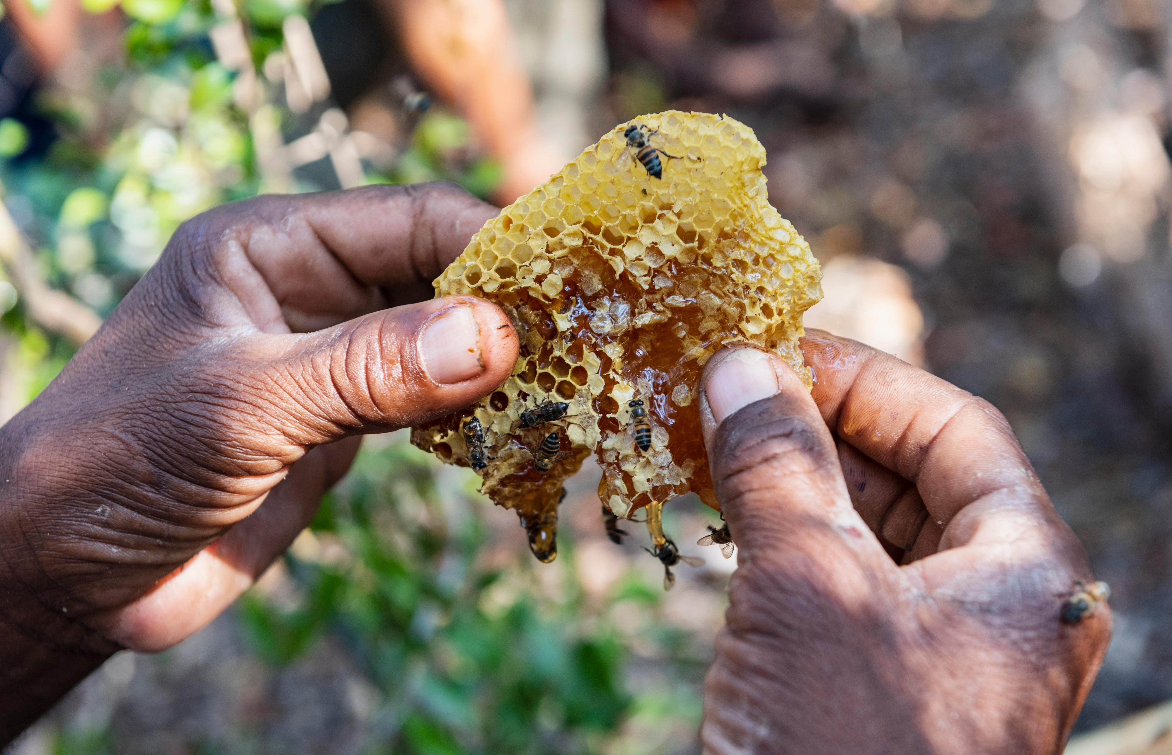 Two hands holding a piece of honey comb with bees on it