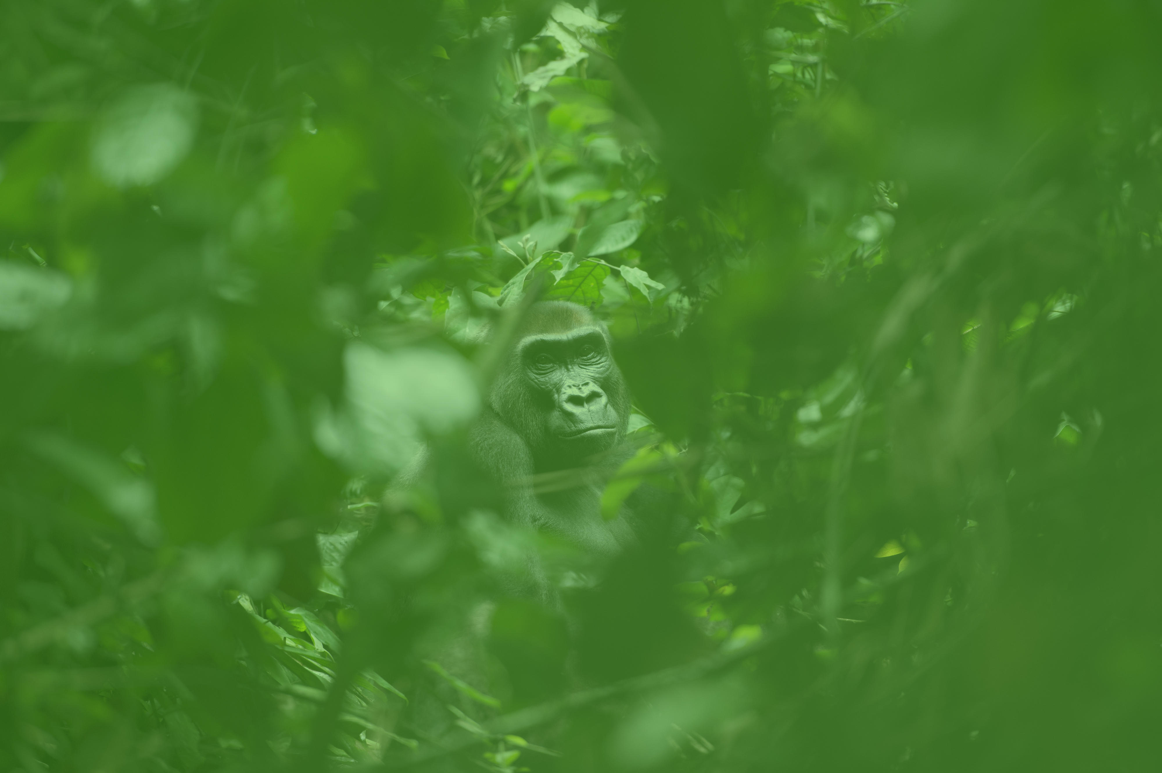 A Western Lowland Gorilla in Dzanga National Park in the border triangle of Congo, Cameroon and the Central African Republic.