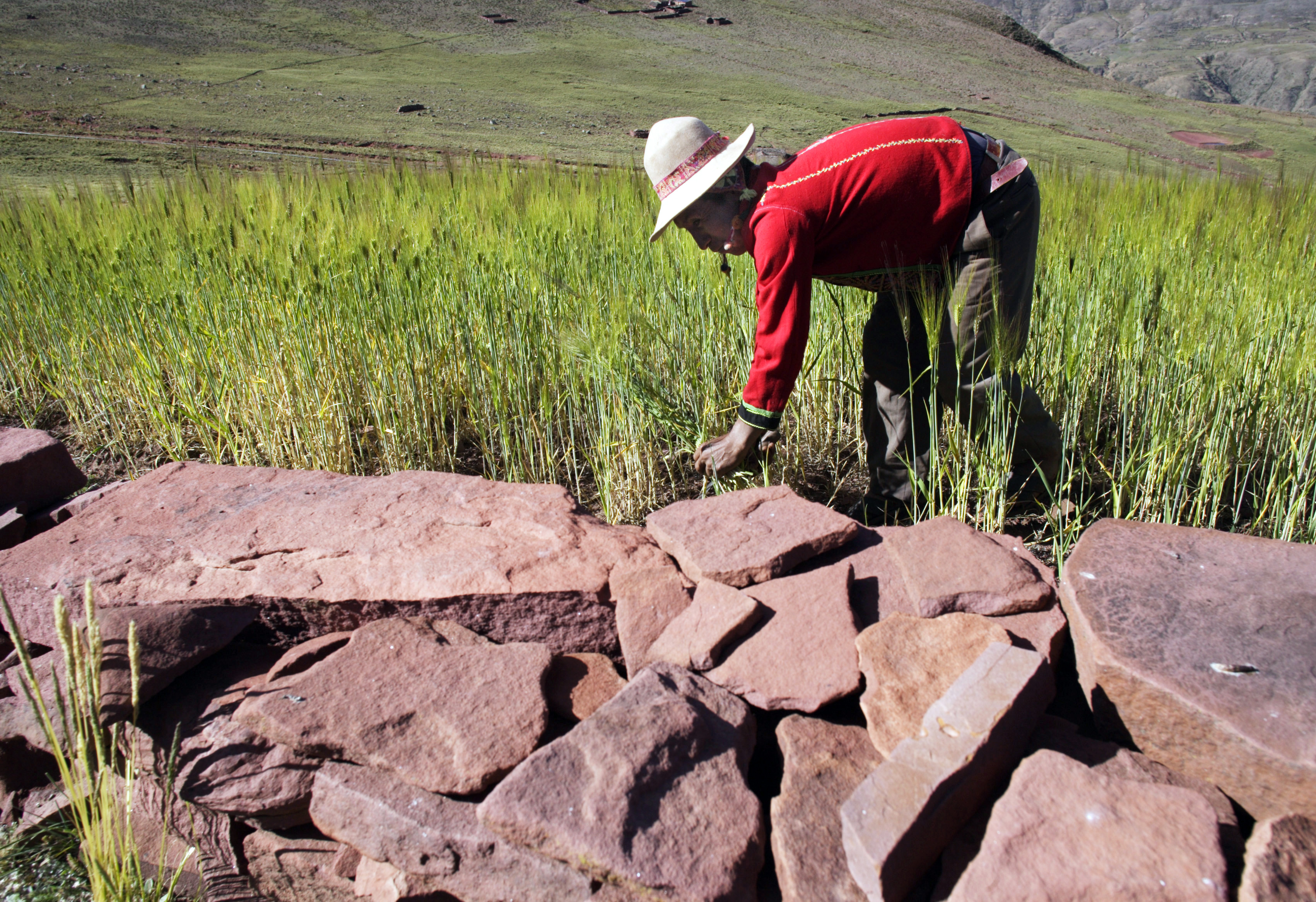 A Bolivian farmer in a wheat field. The construction of stone walls protects farmland from erosion.