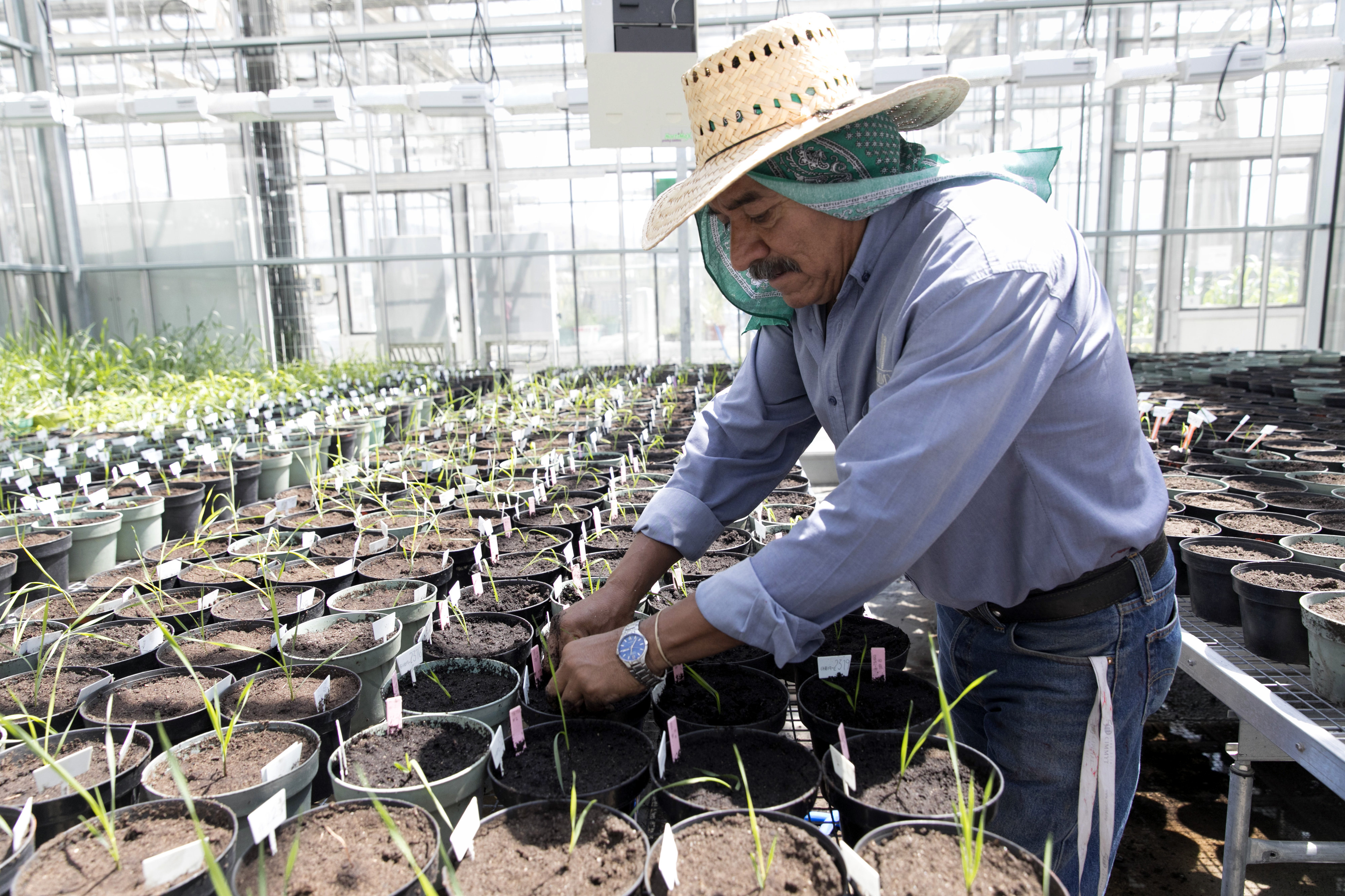 Cultivation of wheat in the greenhouse of the Agricultural Research Institute CIMMYT in Texcoco, Mexico