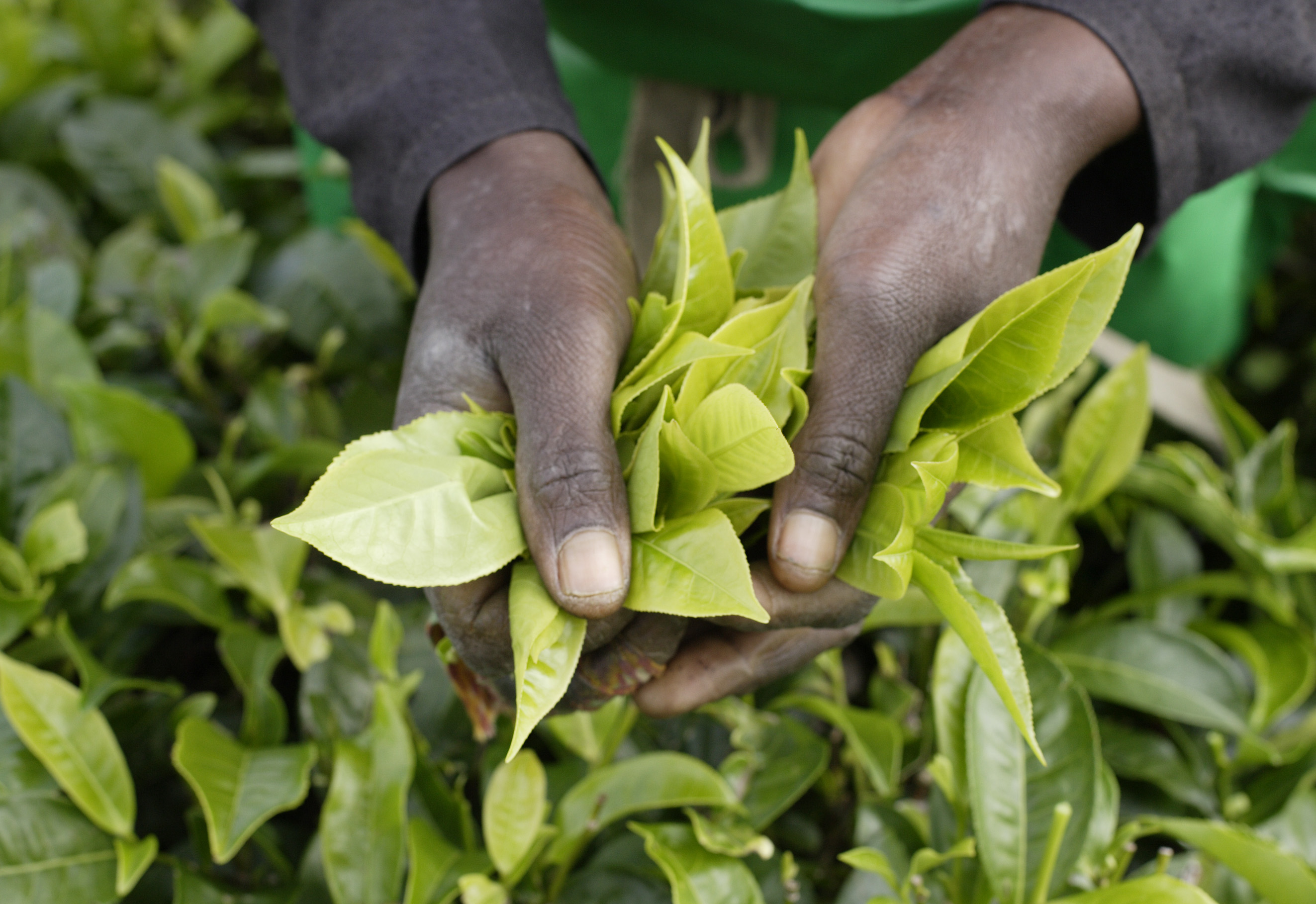 Teeblätter in den Händen einer Teepflückerin der Teeplantage der Wakulima Teegesellschaft, die fair gehandelten Tee anbietet