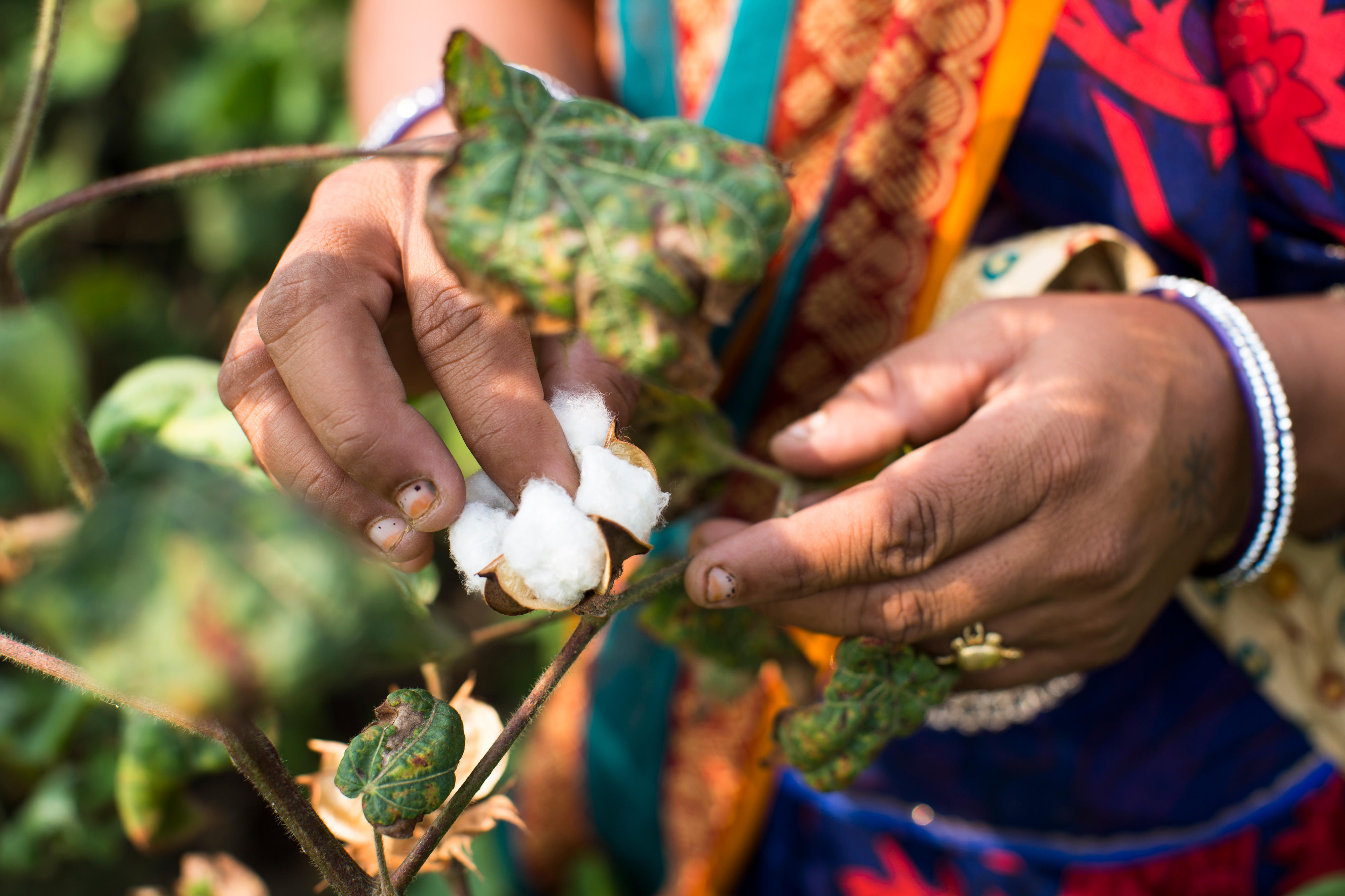 Baumwollbäuerin aus Indien