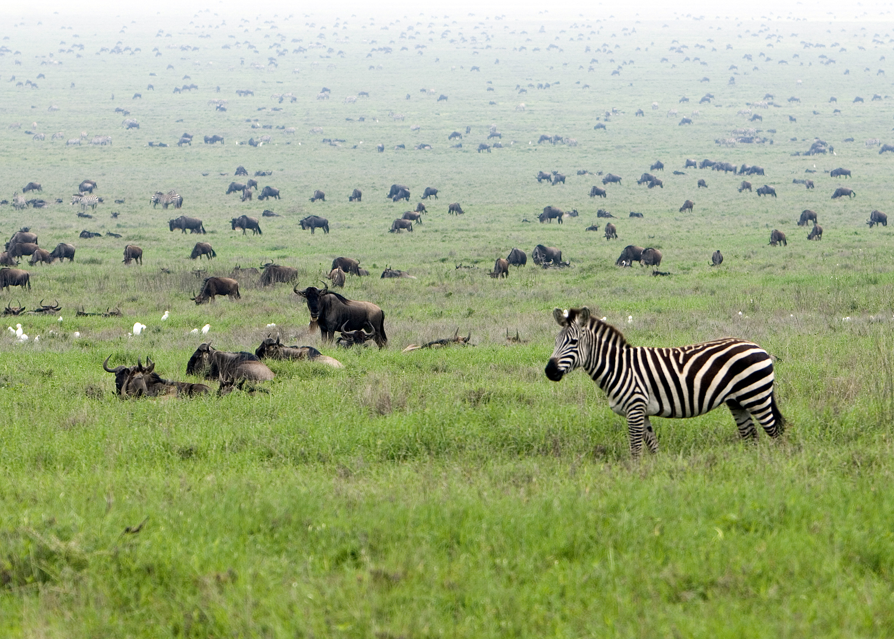 Zebras and wildebeest in the Serengeti in Tanzania