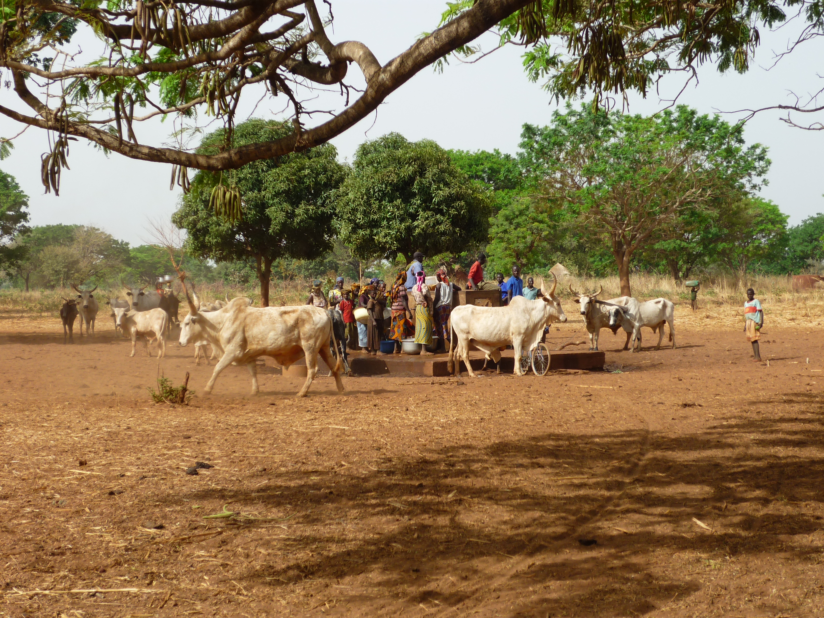Dorfbewohnerinnen und -bewohner und ihr Vieh an einem öffentlichen Brunnen in Tschad
