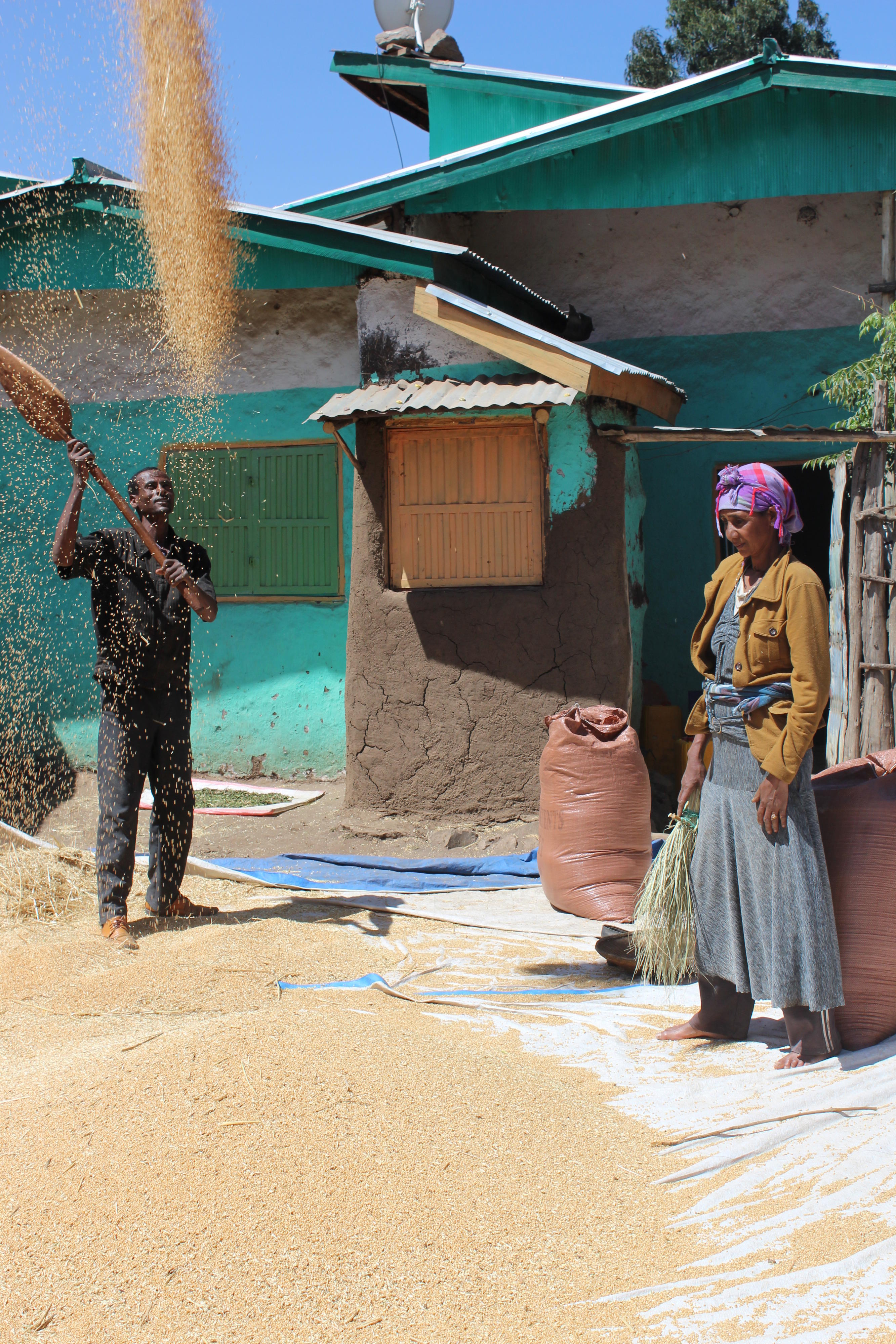 Kleinbauer in Äthiopien beim Dreschen seines Weizens