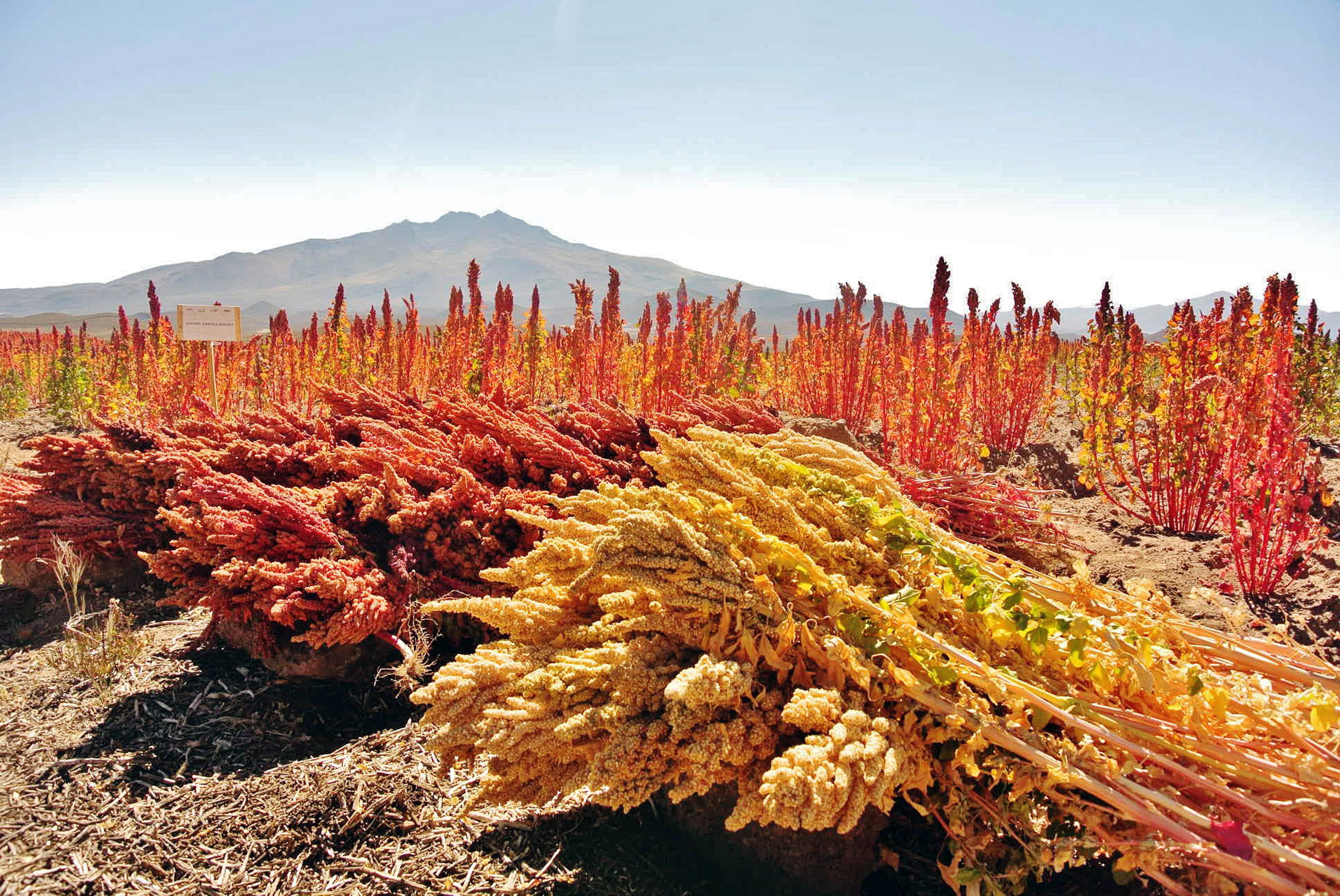 Quinoa-Ernte in Bolivien