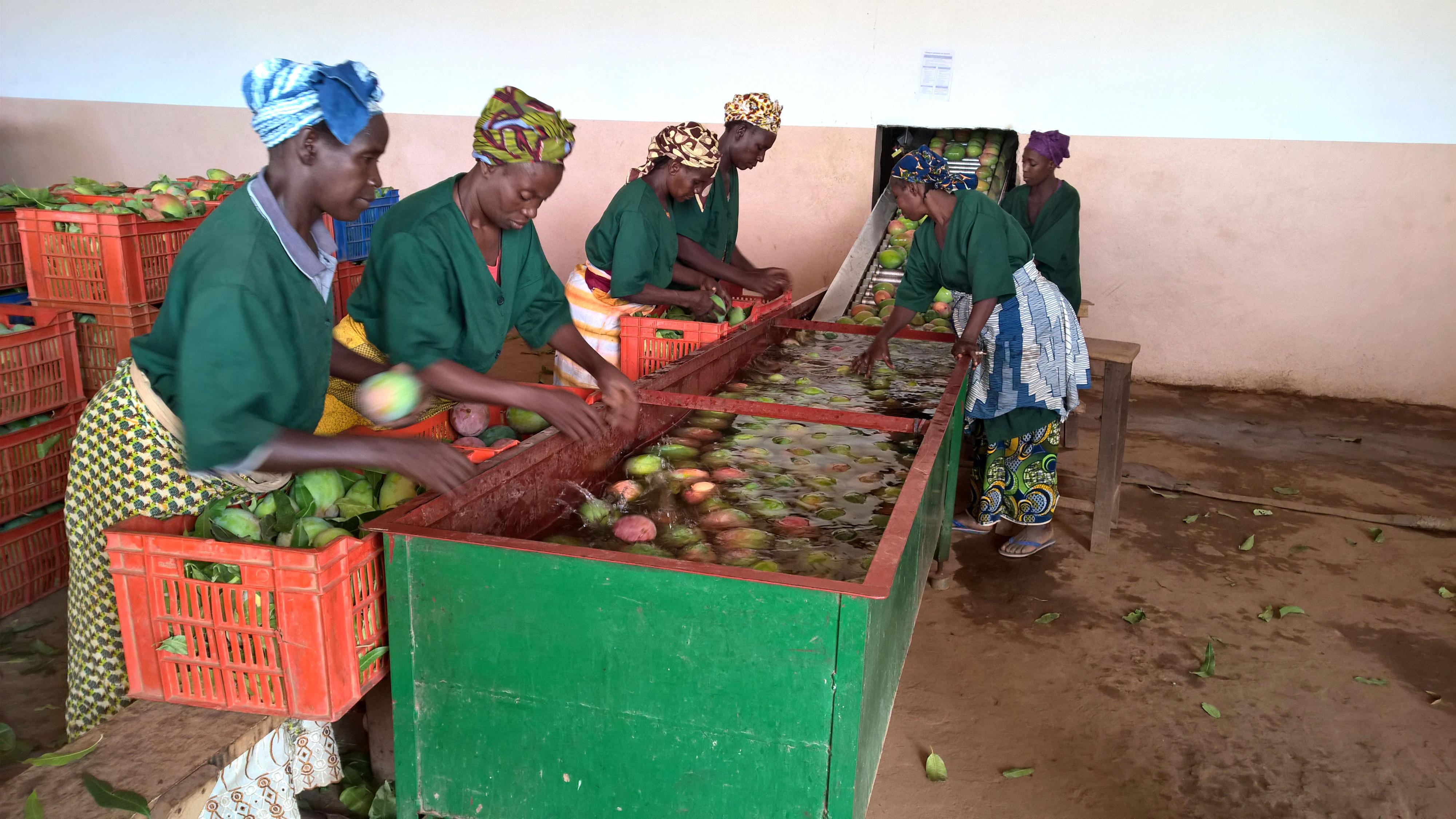 Frauen in Mali waschen Mangos und bereiten sie für die Weiterverarbeitung vor.