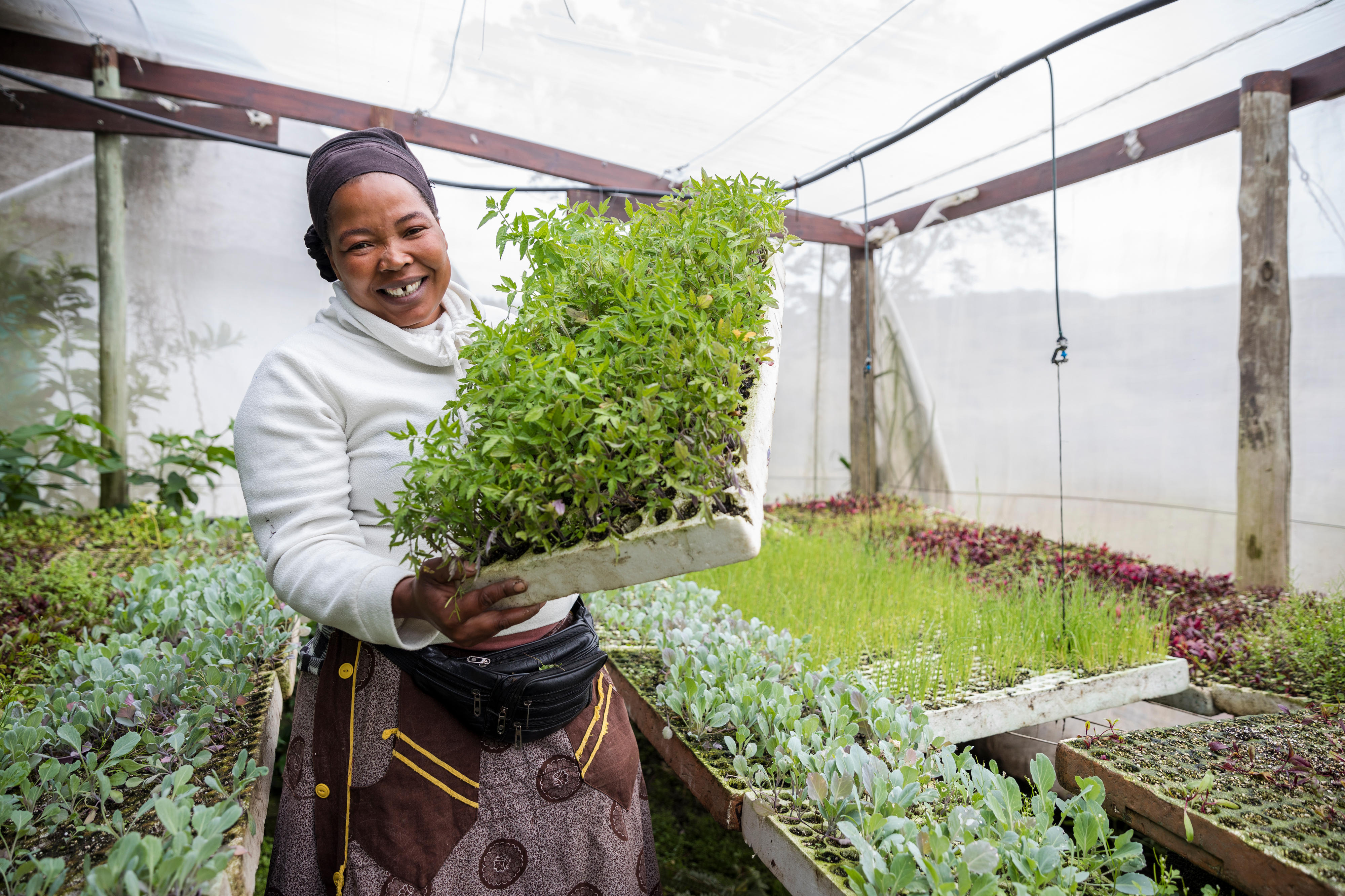 Farmer in a greenhouse in South Africa