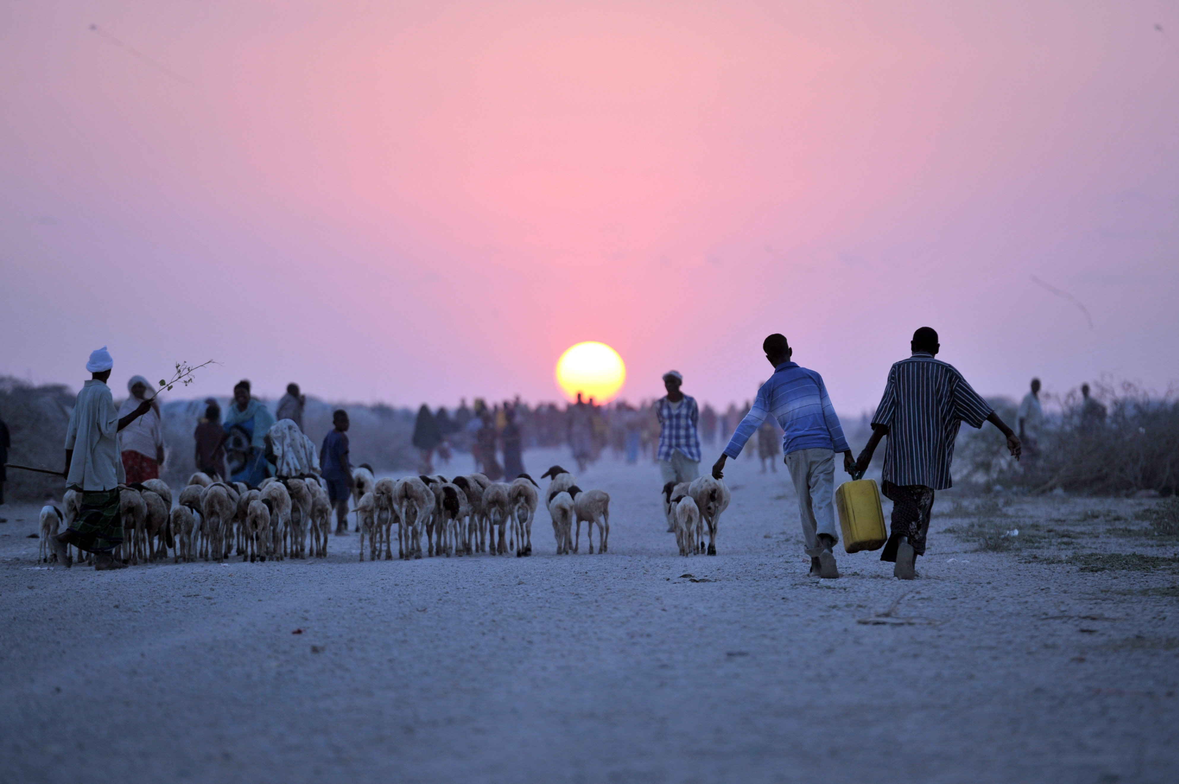 Zwei Jungen tragen einen Wasserkanister neben einer Schafherde in der Nähe von Jowhar, Somalia.