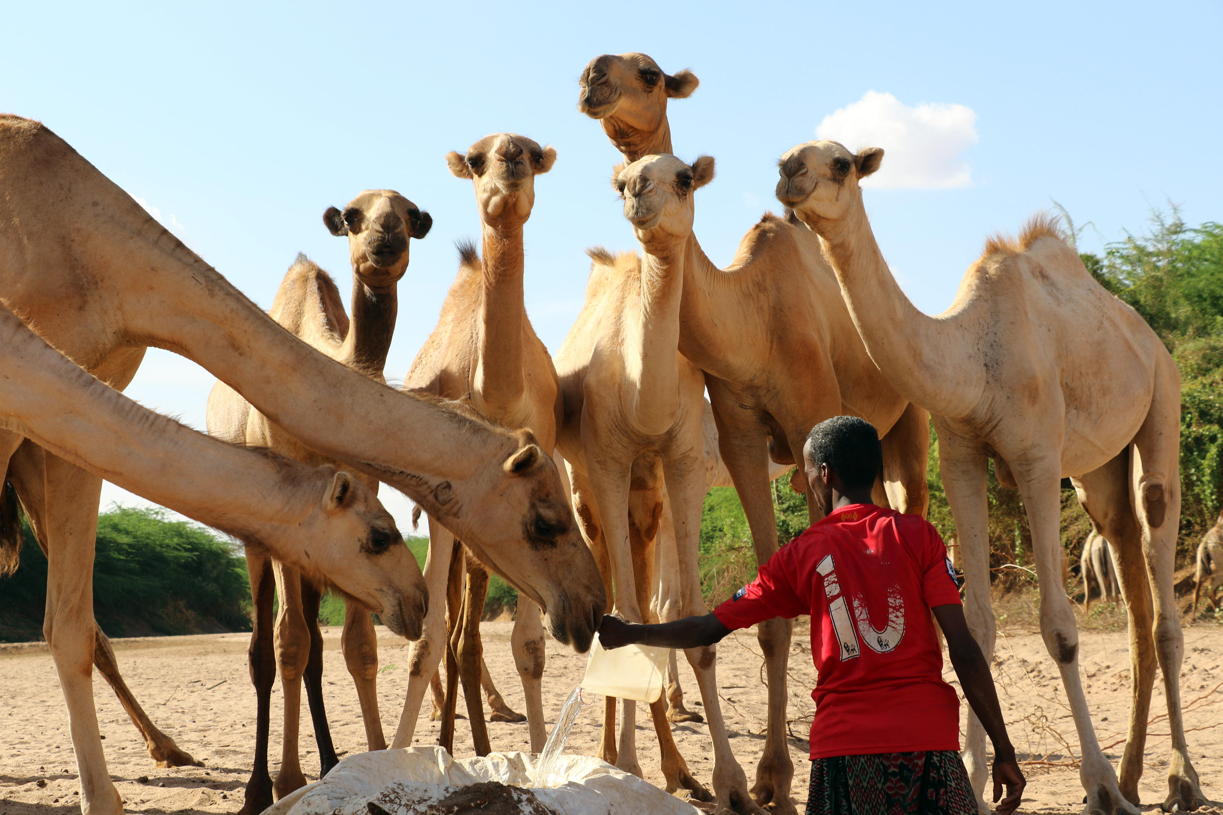 Ein Bauer in Somalia mit seinen Kamelen