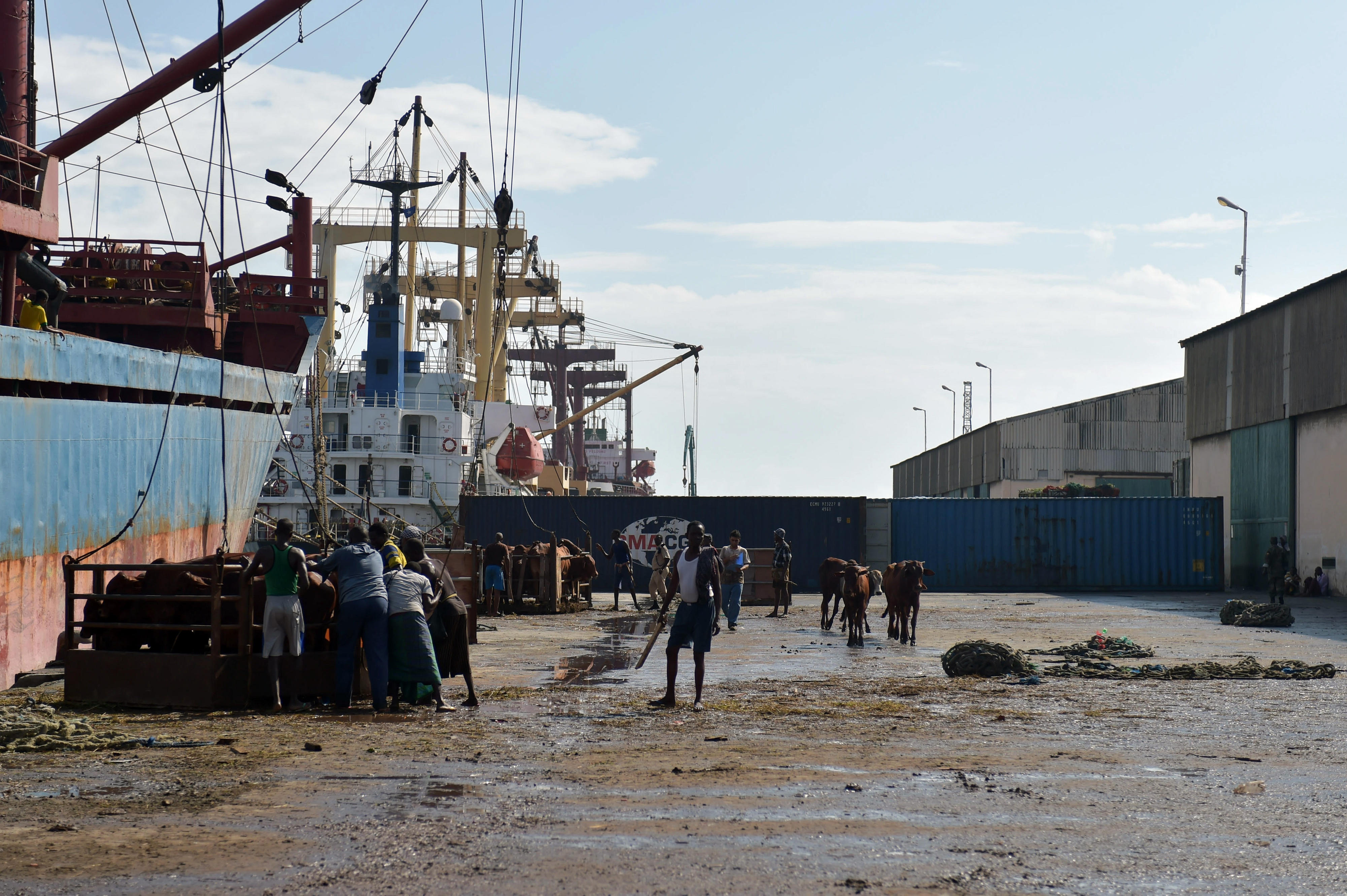 Vieh wird im Hafen von Mogadischu für den Export verladen.