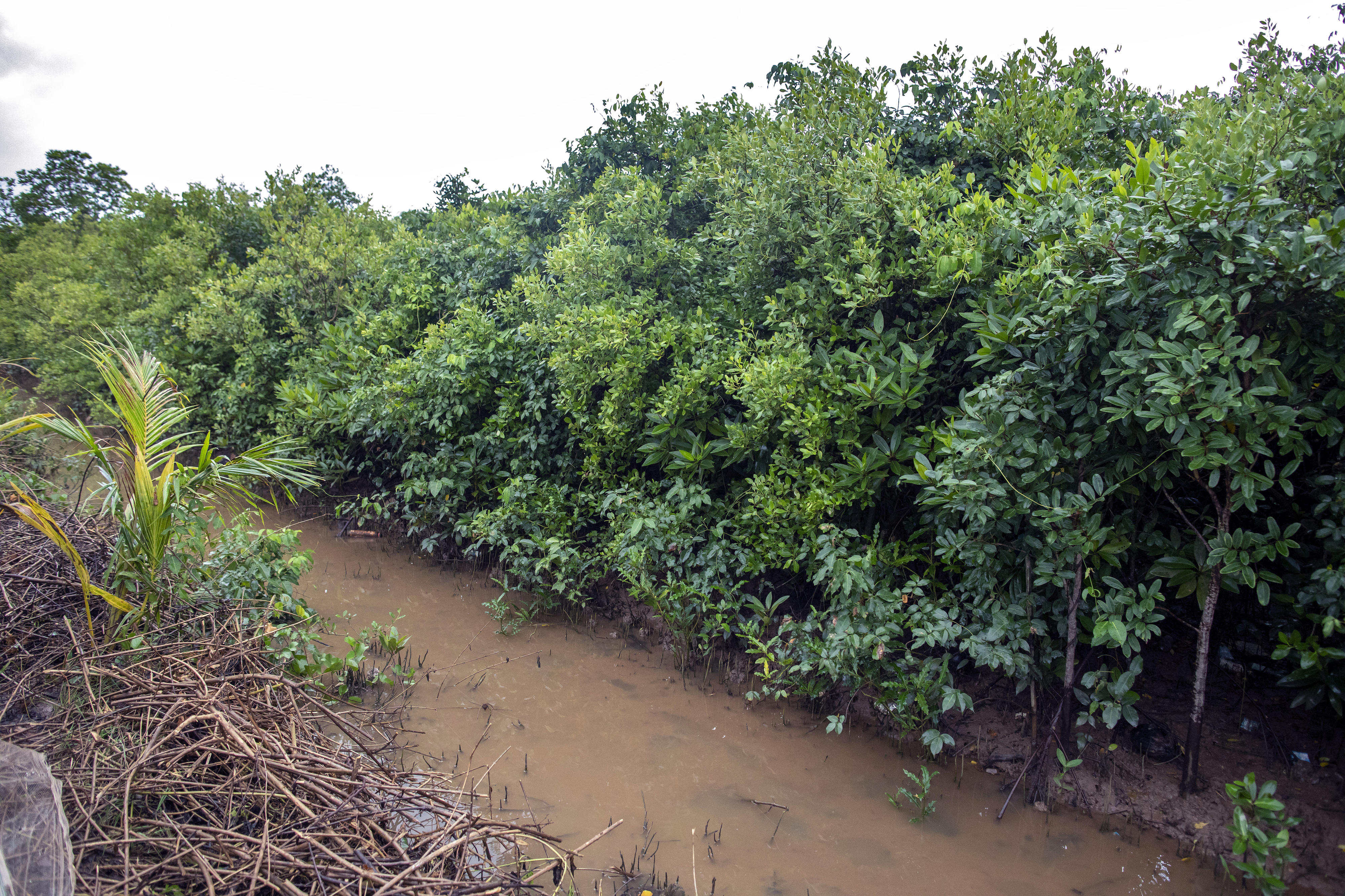 Mangrove forest in Viet Nam