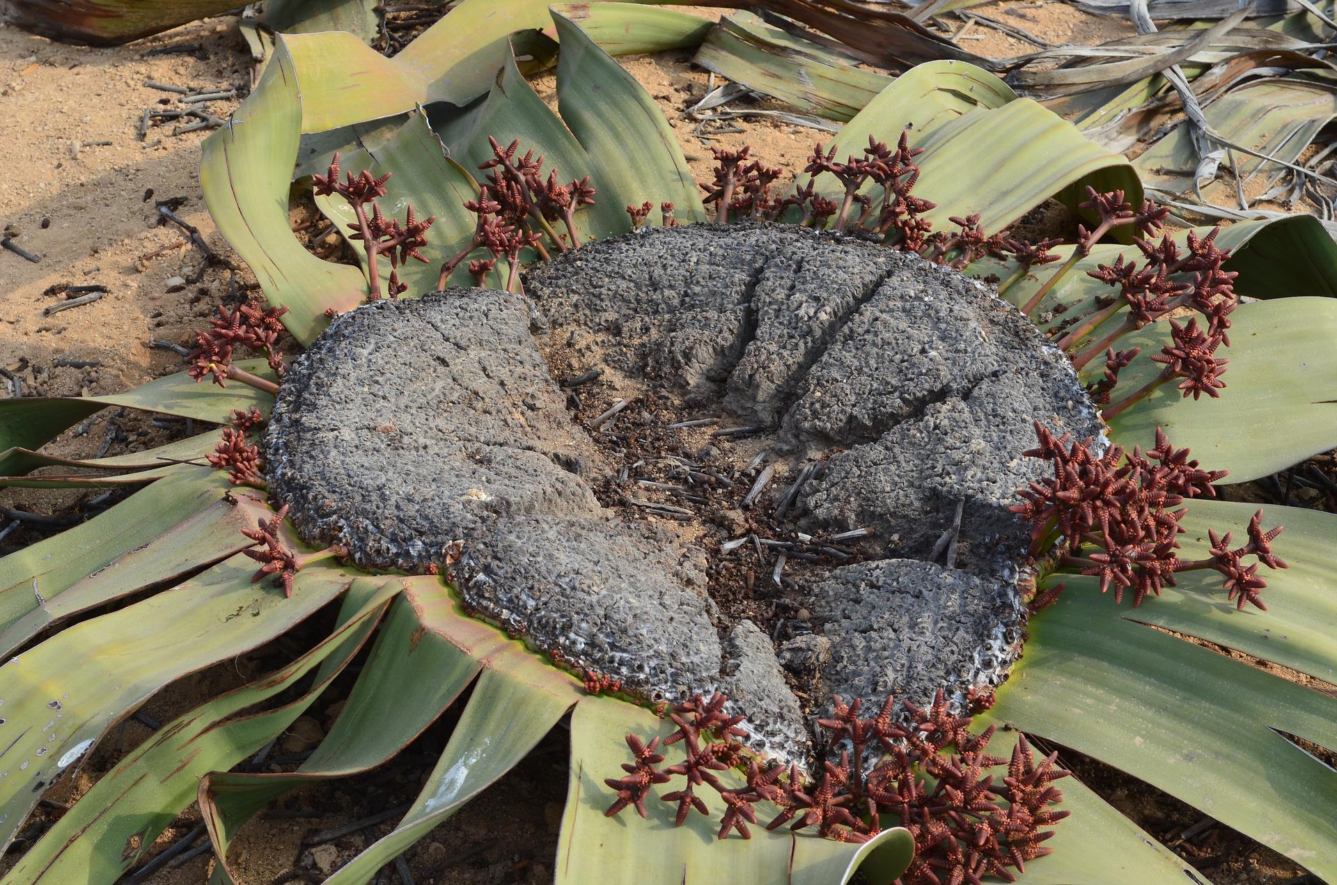 Die Welwitschia Mirabilis wächst nur in der Namibwüste Namibias und im südlichen Angola.