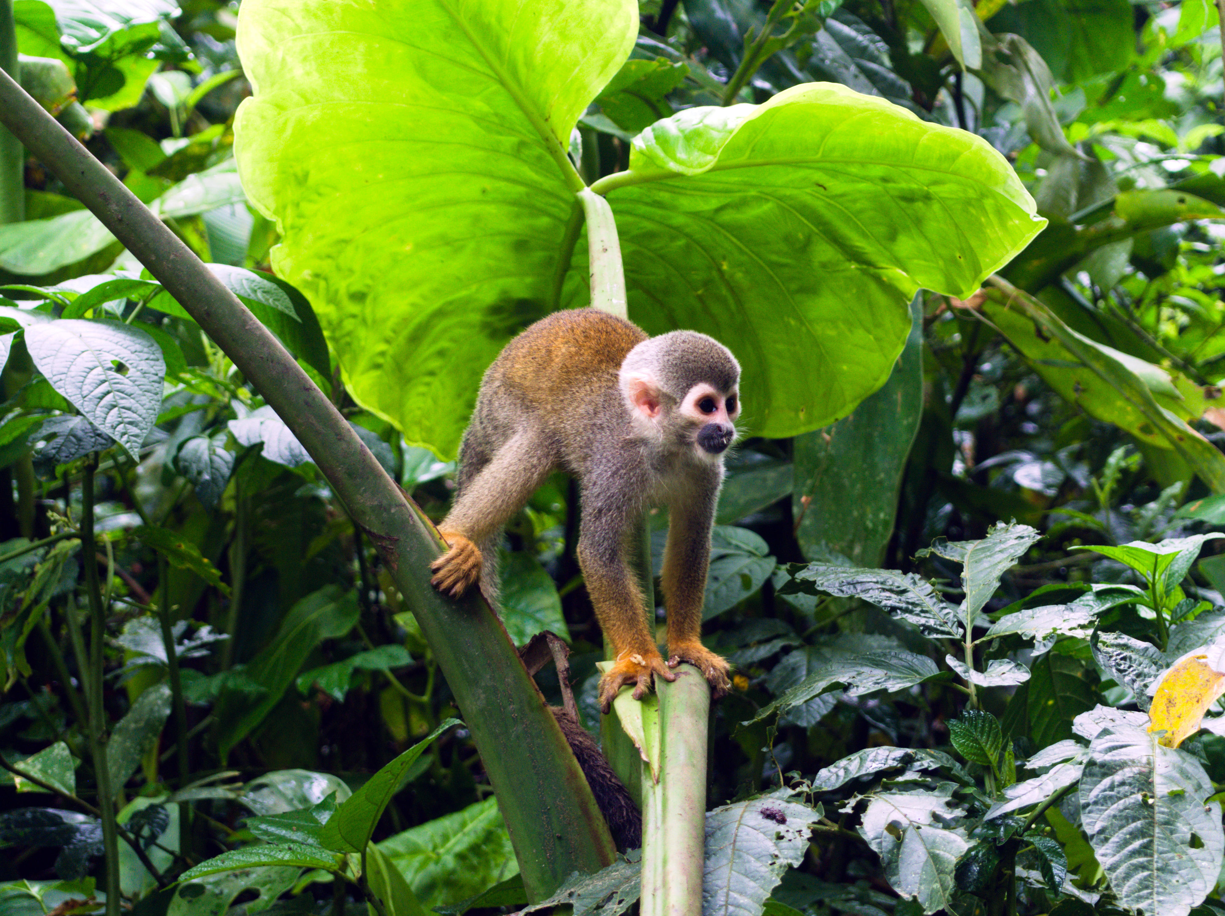 A squirrel monkey in Colombia climbs over the stem of a large leafy plant