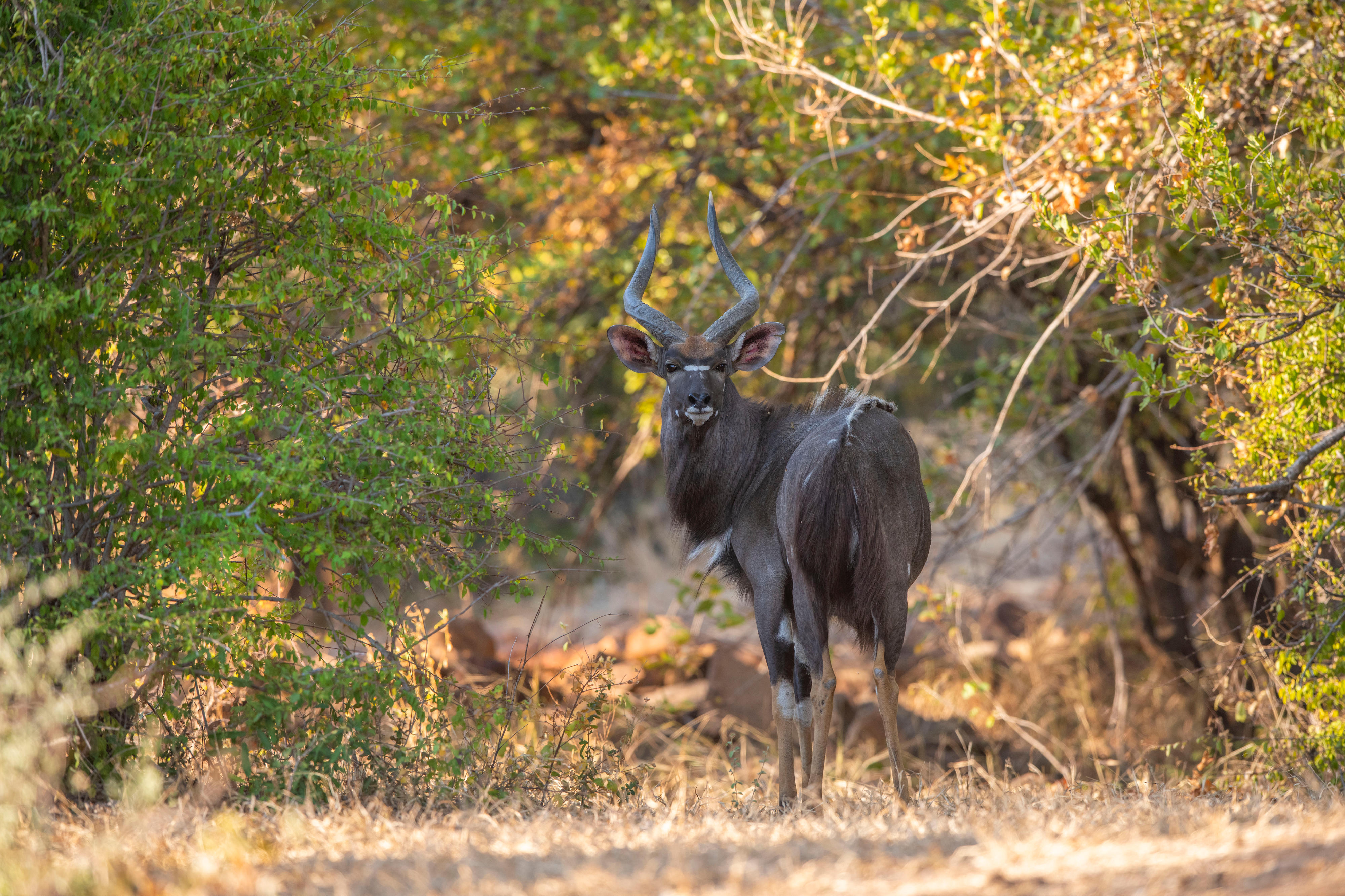 Antelope in the Gonarezhou National Park, Zimbabwe