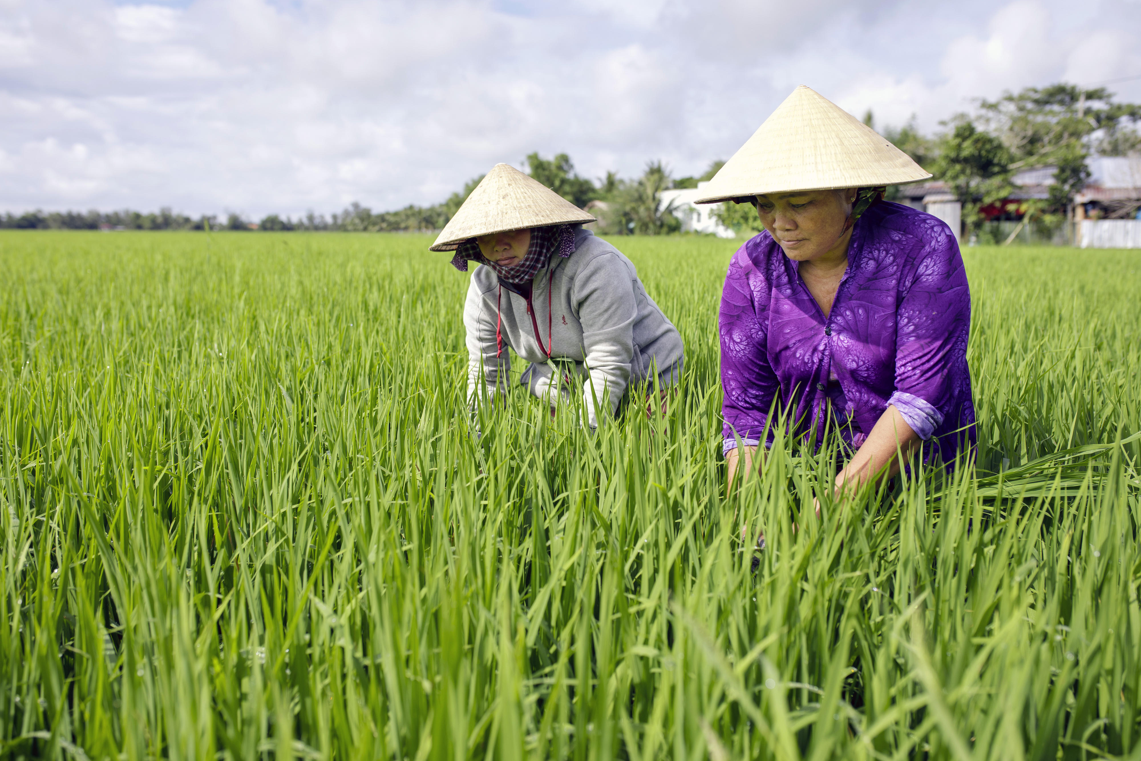 Bäuerinnen auf einem Reisfeld Vietnam