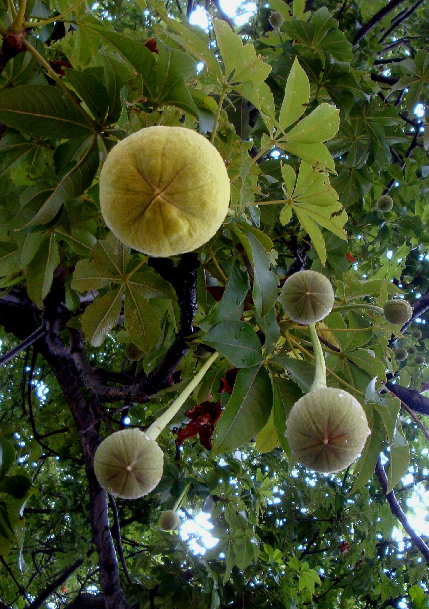 Baobab – die Frucht des Affenbrotbaums – eignet sich unter anderem zur Zubereitung von Säften und Saucen. Als Öl findet es sich immer öfter in Kosmetikprodukten wieder. In Mosambik organisieren meistens Frauen die Ernte.