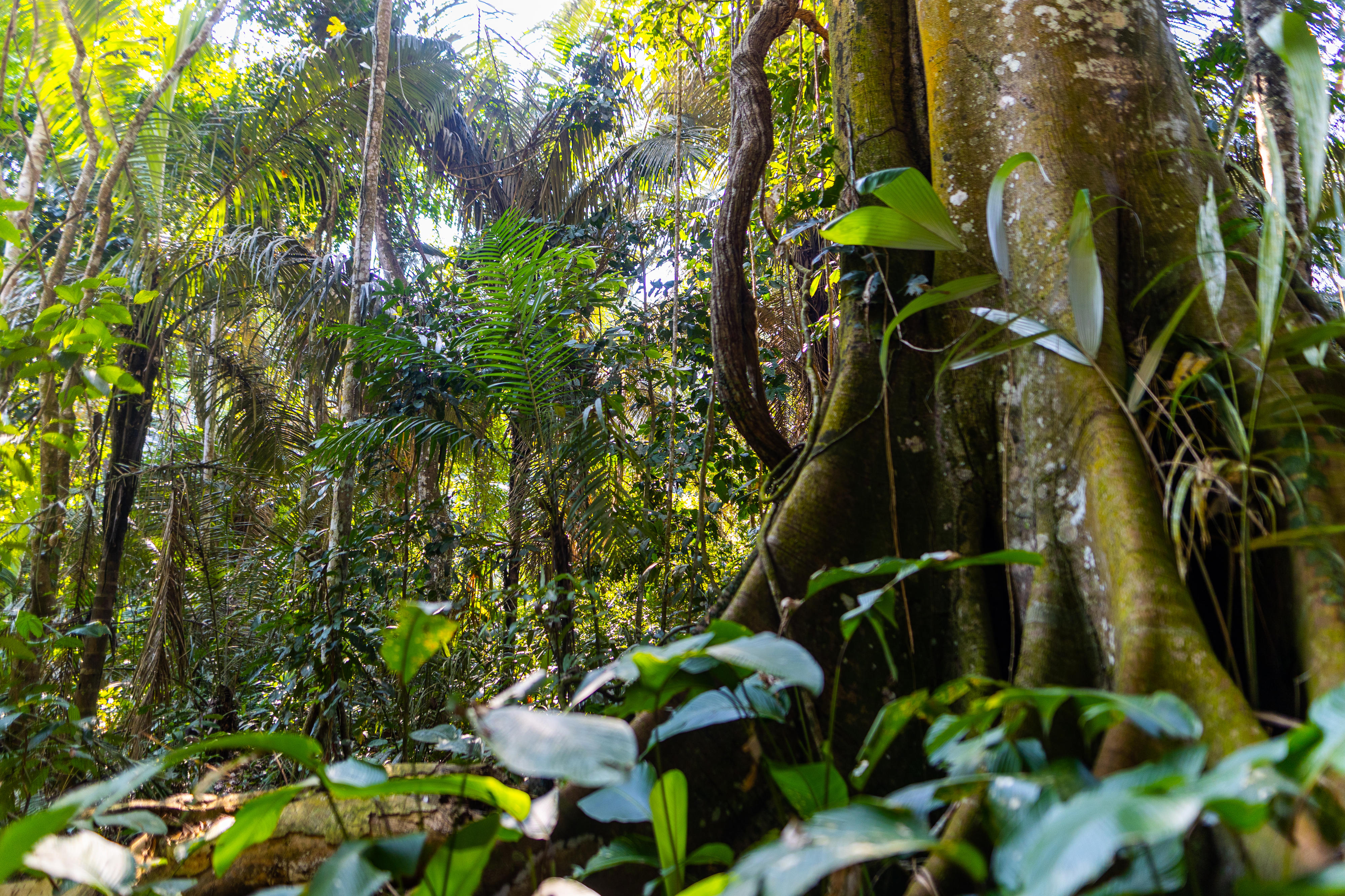 Madidi-Nationalpark in Bolivien