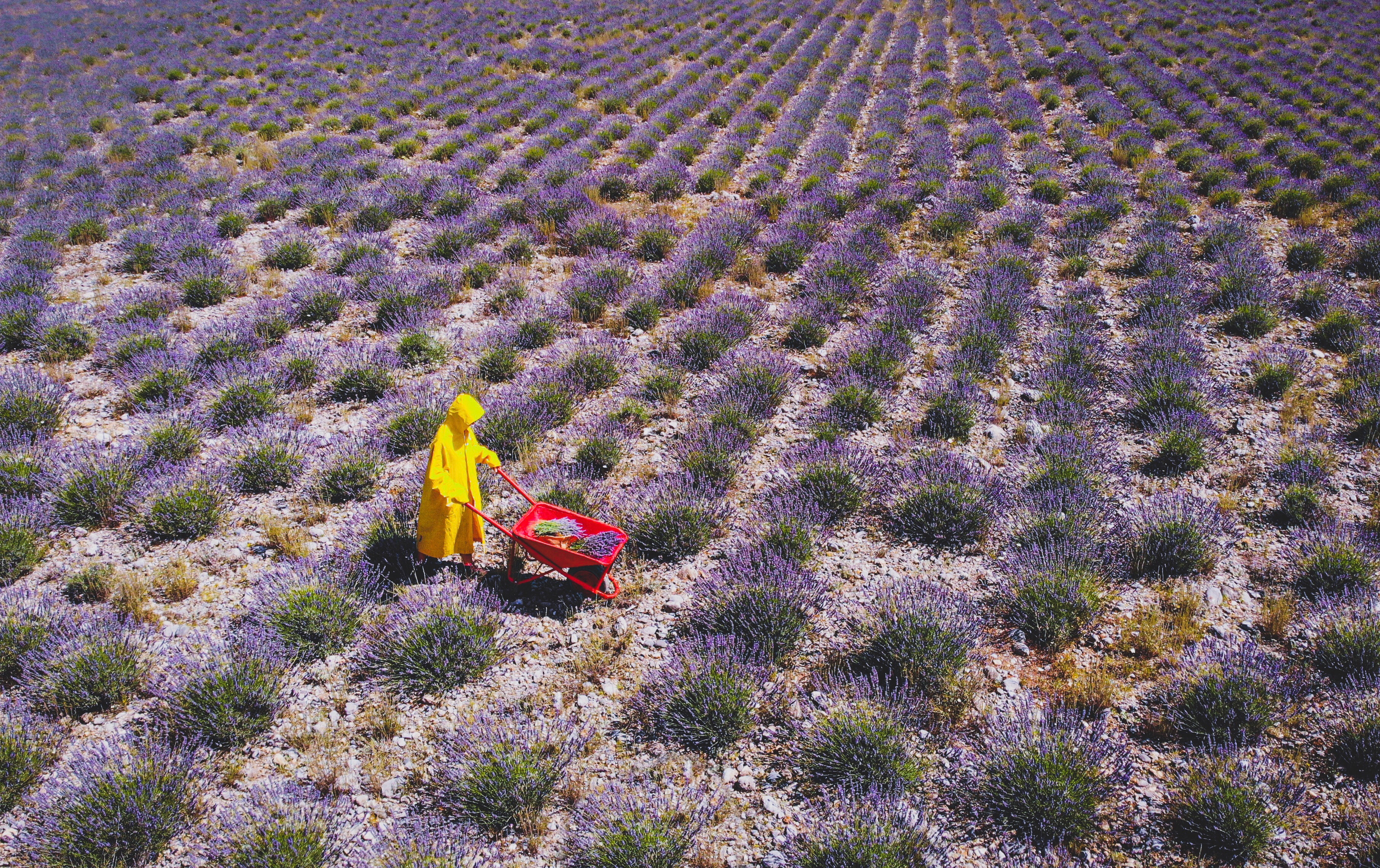 Lavendelfeld in Koplik, Shkoder, Albanien
