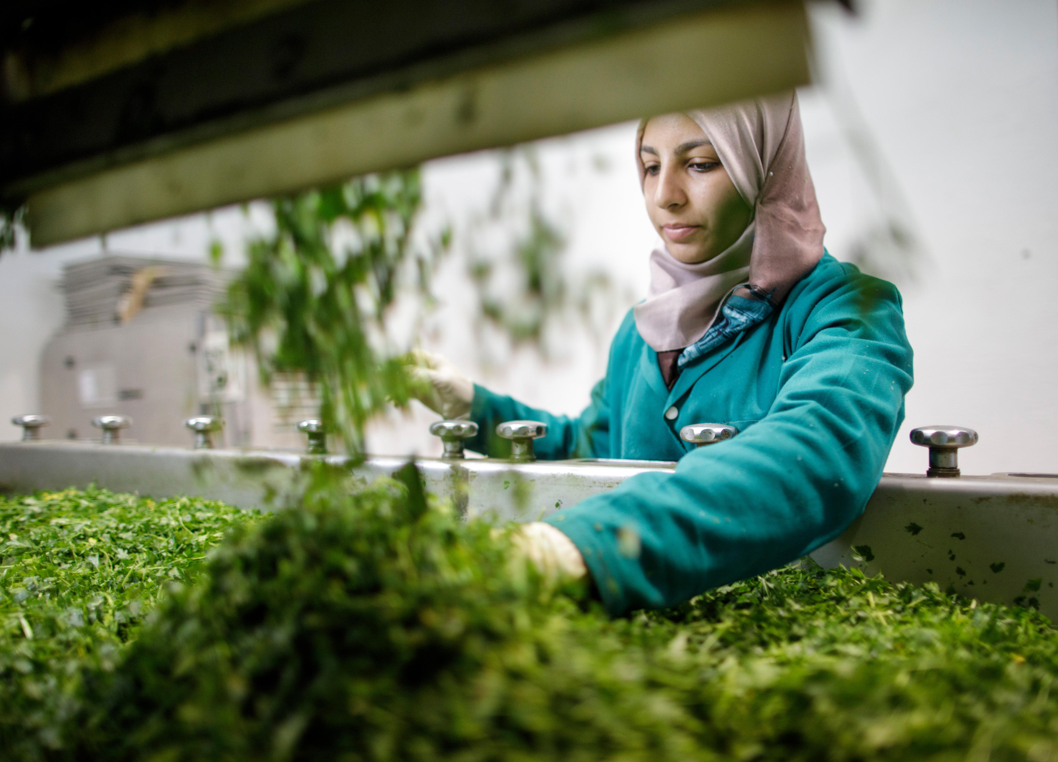 Herstellung von Bio-Trockenkräutern in Tunesien