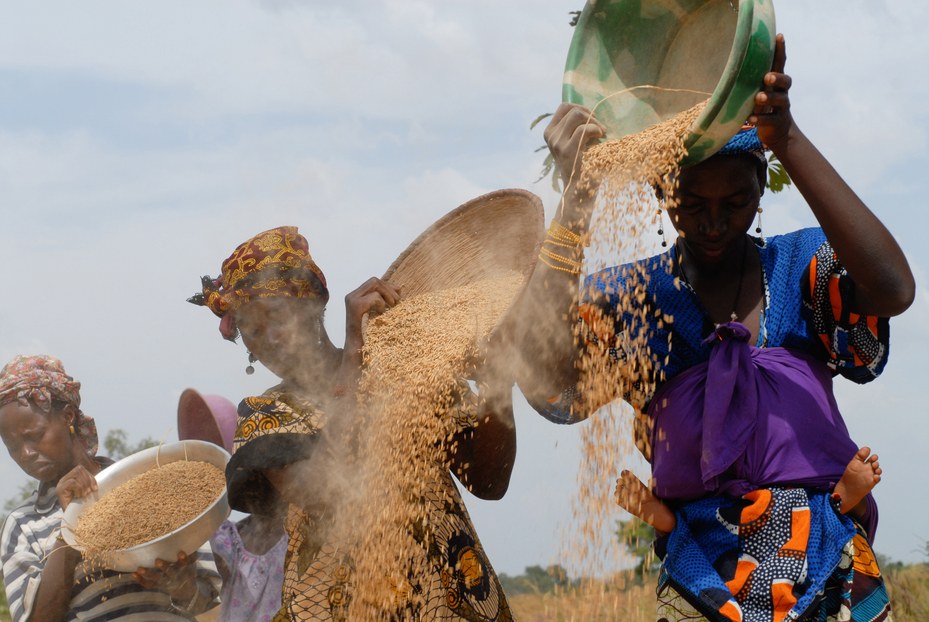 Frauen dreschen Reis und trennen die Spreu vom Reiskorn in Banankoro, einem Dorf in Mali.