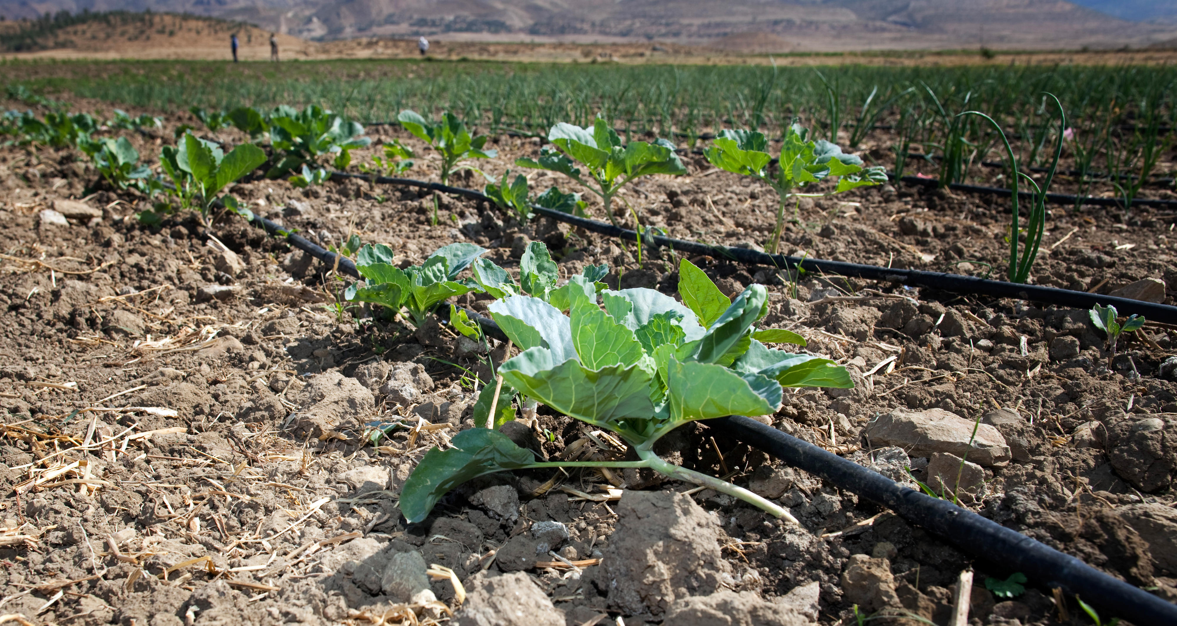 Drip irrigation in a field in Ethiopia