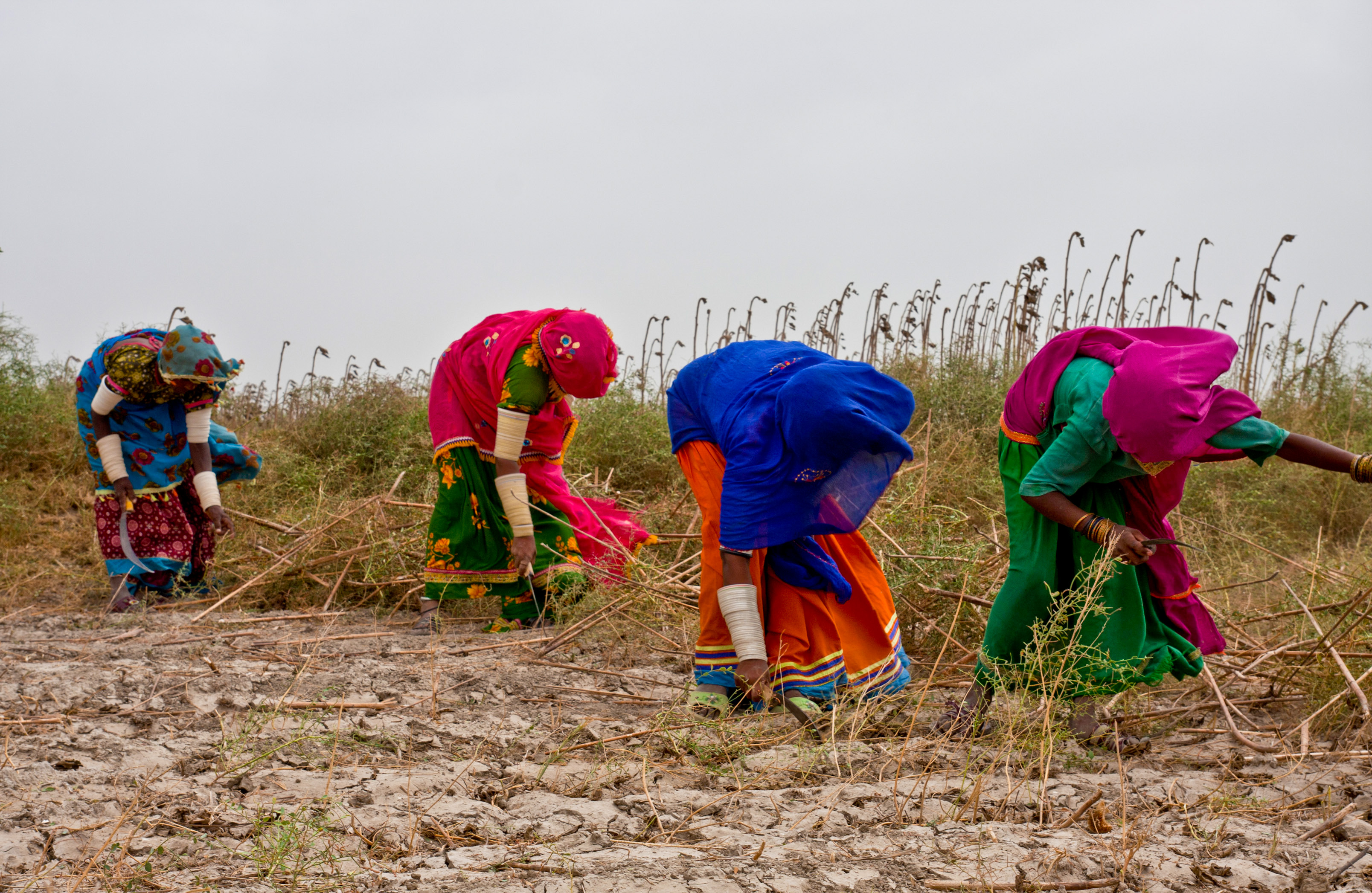 Women working in the fields in Sindh province, Pakistan