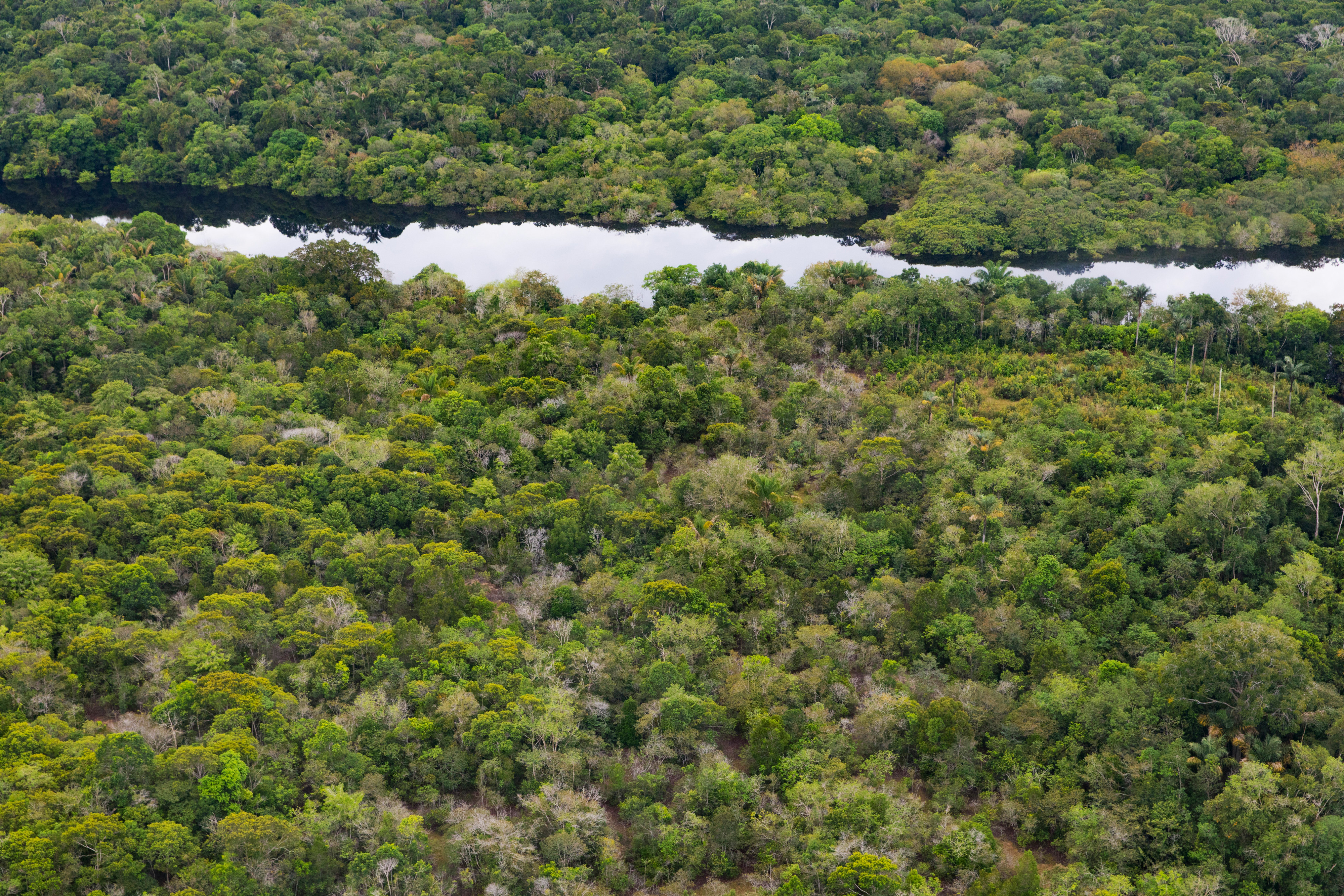 Rainforest near the Rio Negro in the Amazon region in Brazil