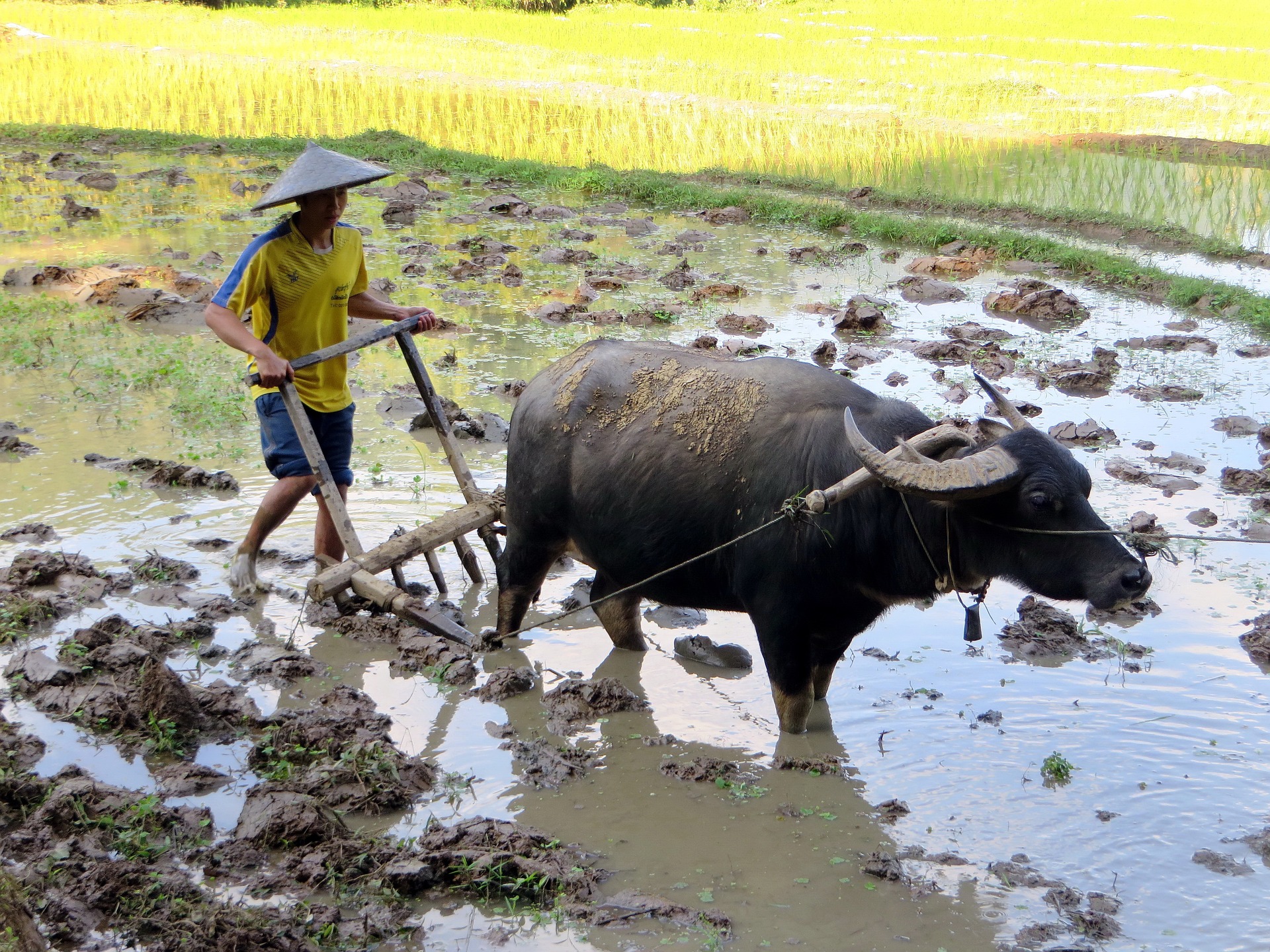 Reisanbau in Laos