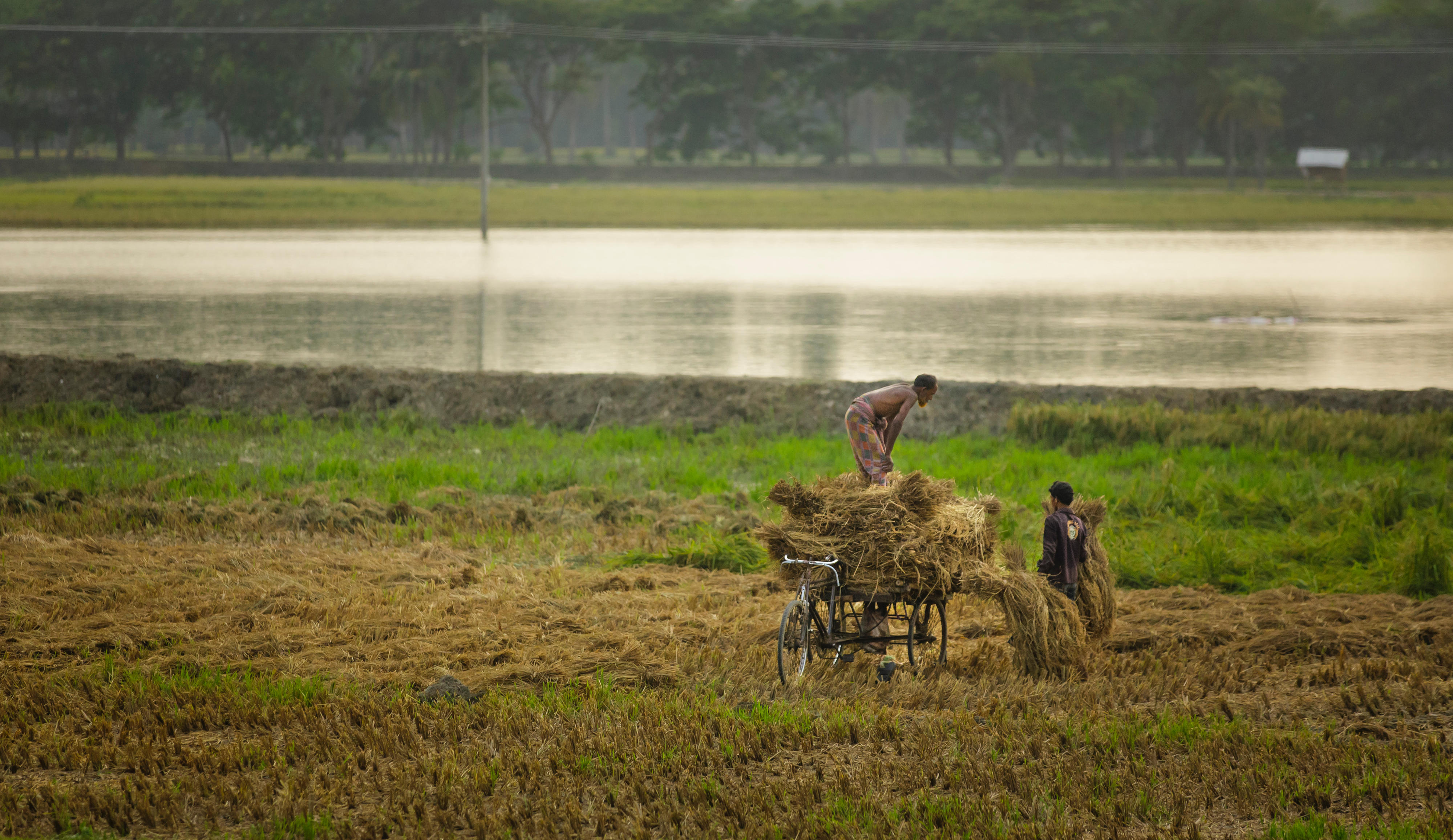 Harvesting rice in Mongla in the Southwest of Bangladesh