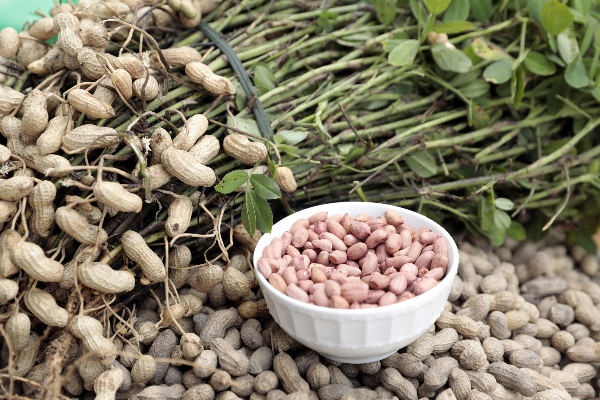 Freshly harvested peanuts in Uganda