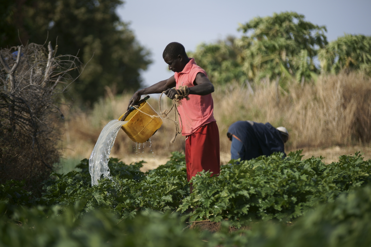 Ein Mann bewässert Pflanzen in Mali