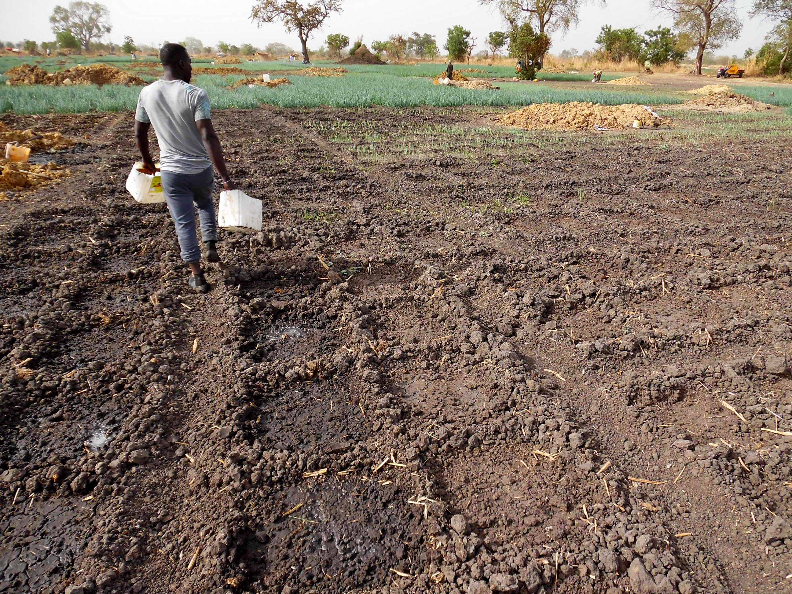 Ein Bauer bestellt sein Feld in Ndederling, Senegal.