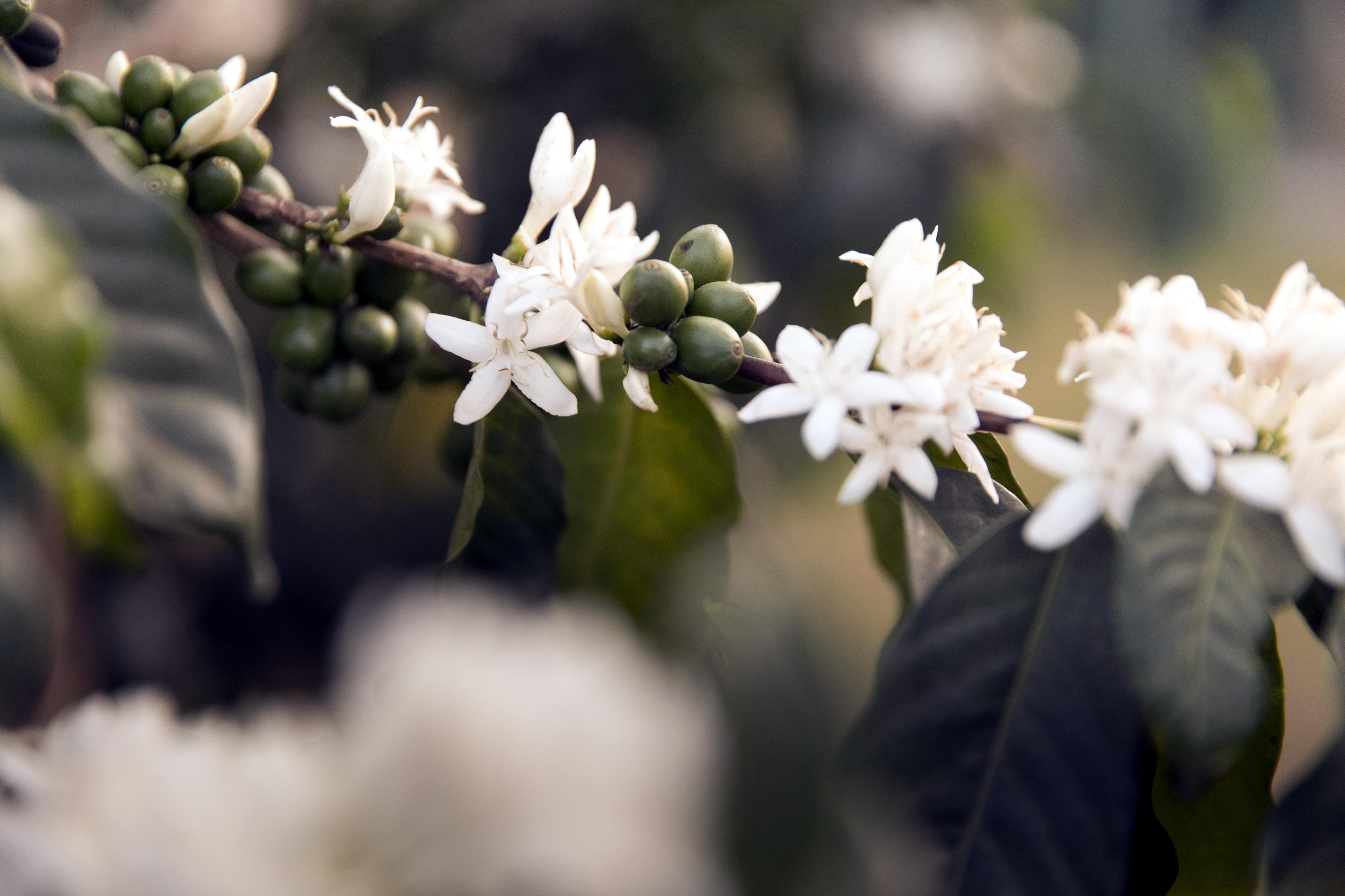 Zweig eines Kaffeestrauchs in Kenia mit Blüten und unreifen Früchten. Kaffee gehört zu den Hauptexportgütern des Landes.