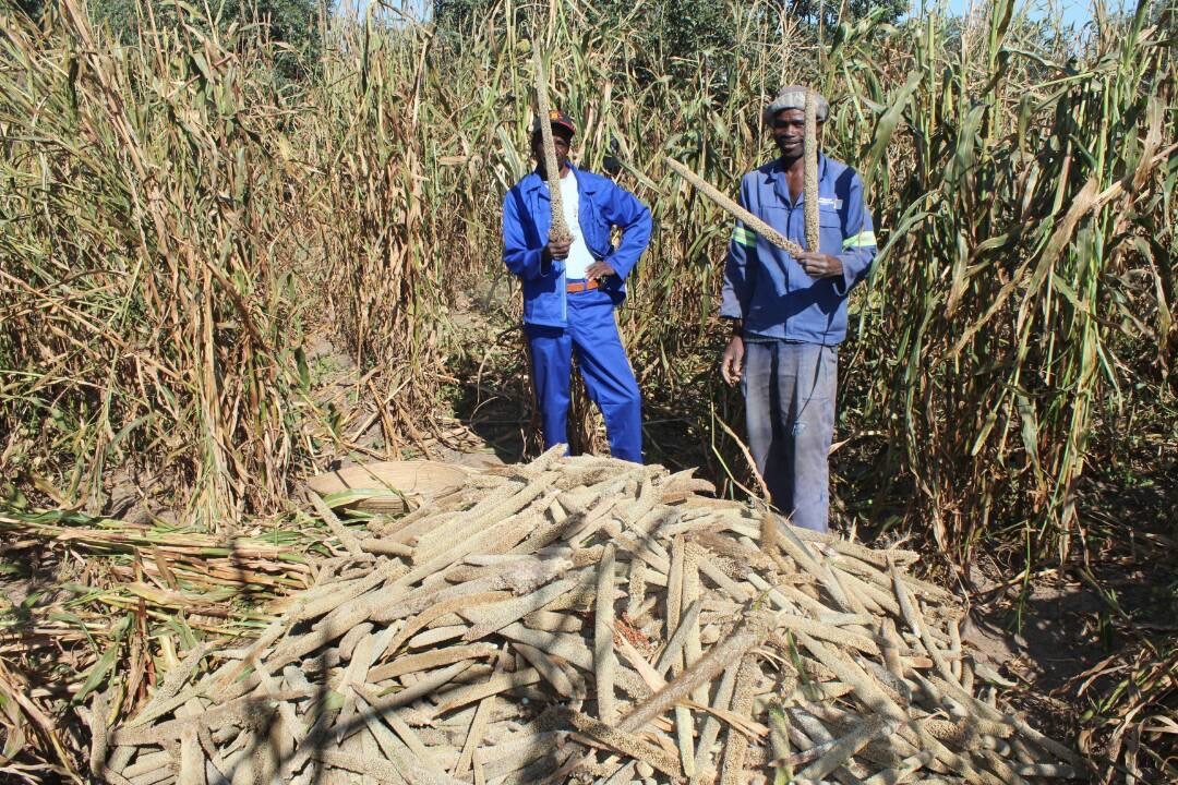 Two men harvesting mahangu, also called pearl millet